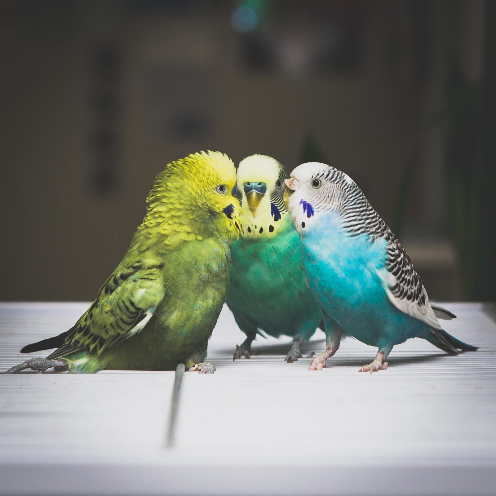 Cute Parakeets as a Pet at Home - About Pet Life