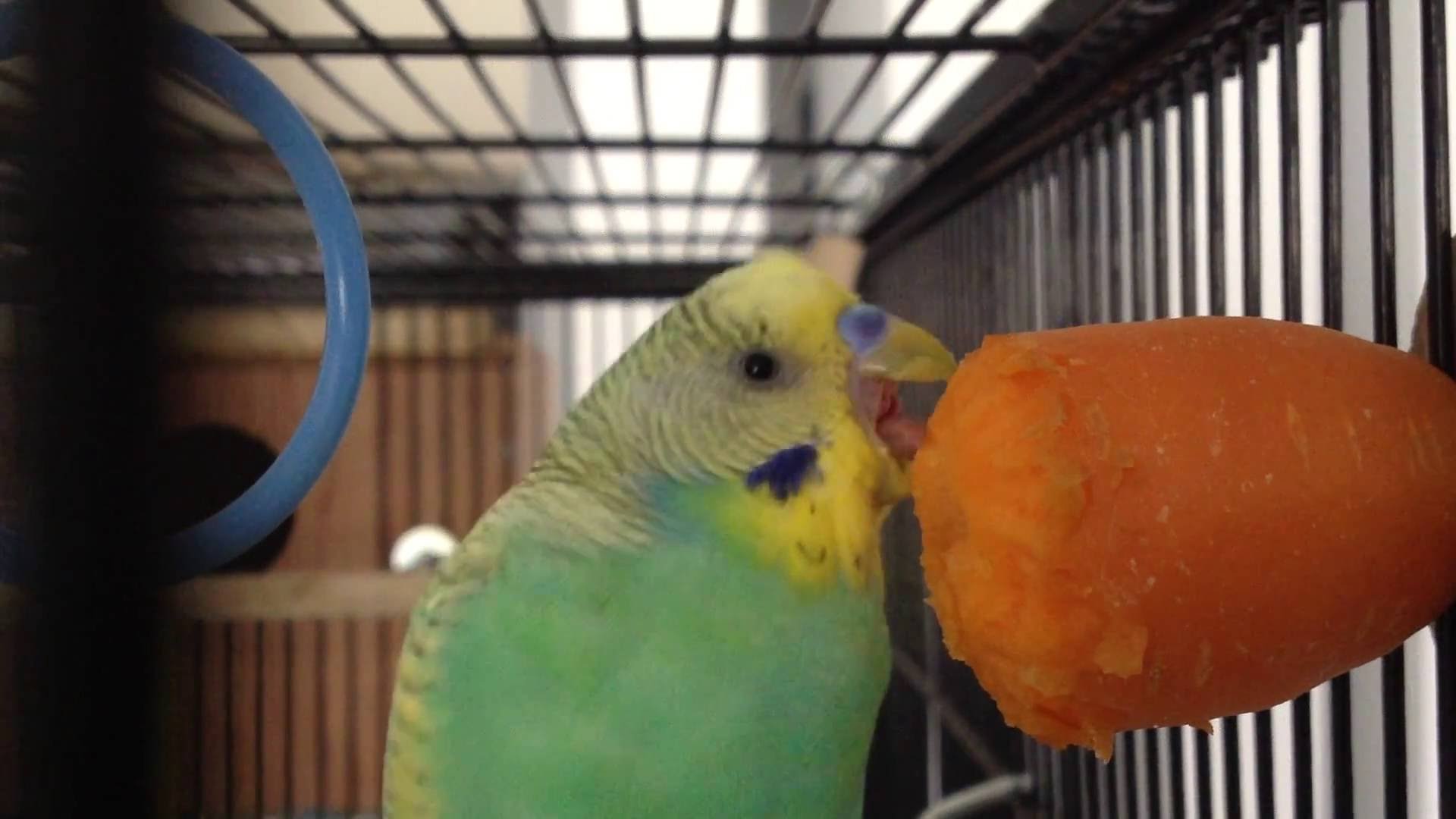 Cute Budgie eating! - YouTube