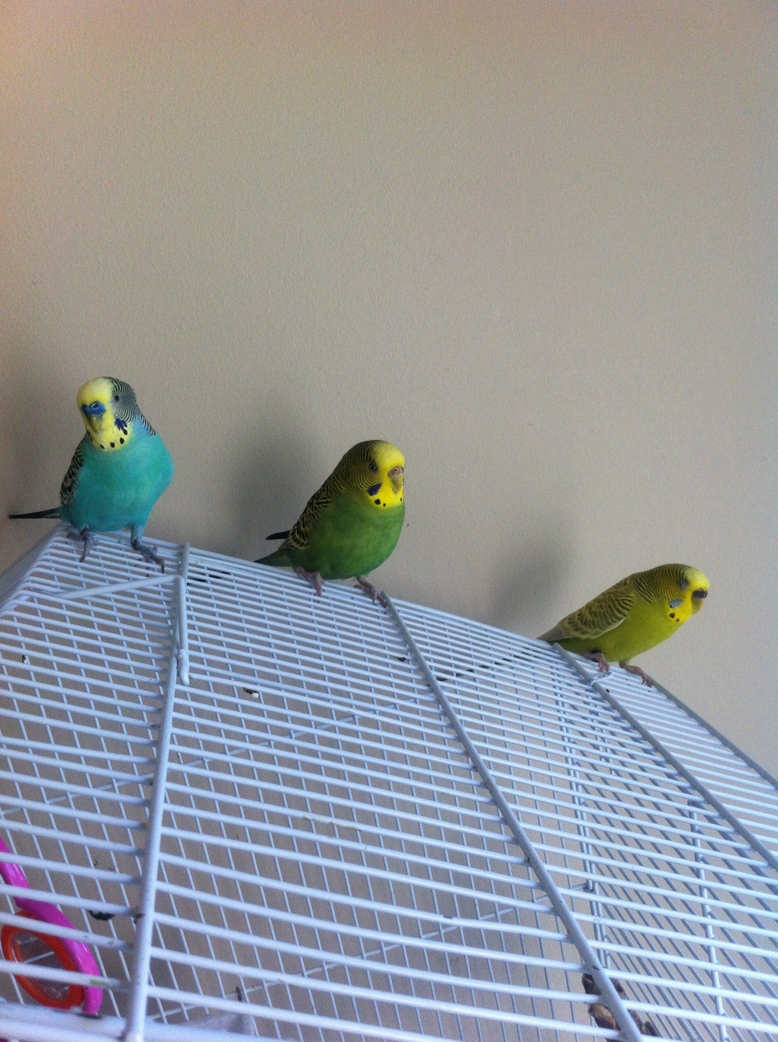 Free Images : parakeets, cute, male, female, green, yellow, budgie ...