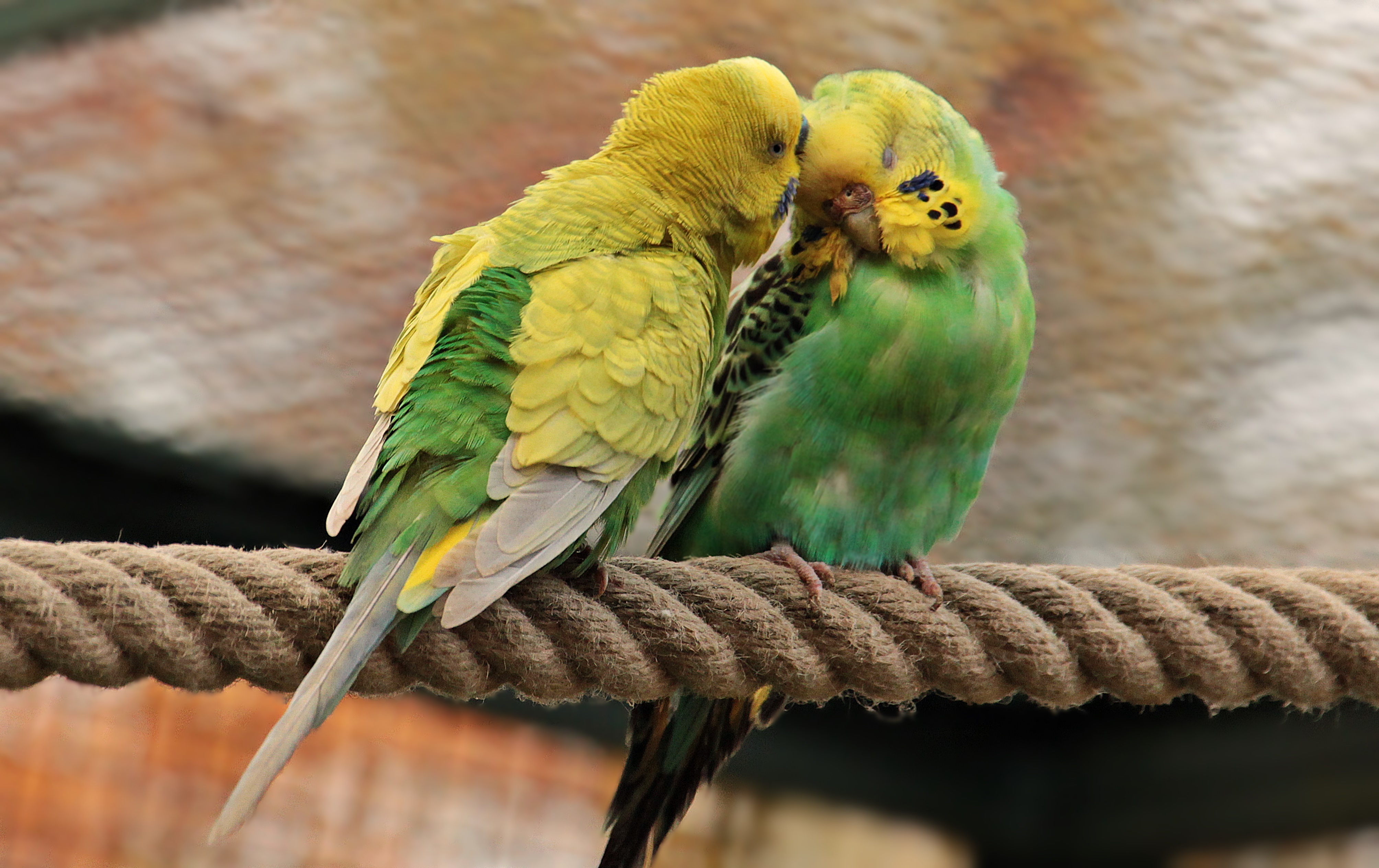 В зоопарке живут 5 видов попугаев каждому. Волнистые попугайчики неразлучники. Золотистый аратинга. Пинто волнистый попугай. Волнистый попугай зеленый.