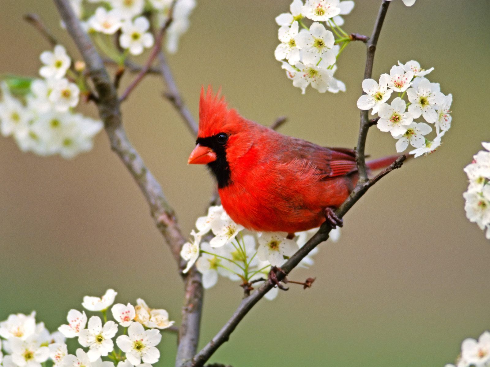 Most beautiful birds in the world | Cardinals, Bird and Beautiful birds