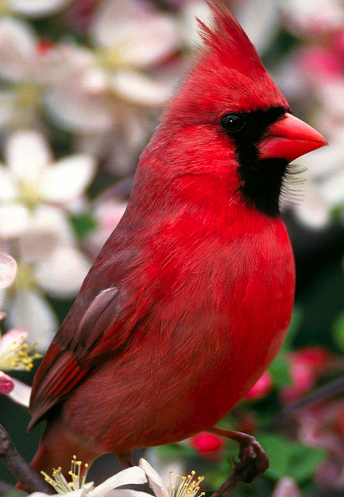 Album - Google+ | Birds ll | Pinterest | Cardinals, Bird and ...