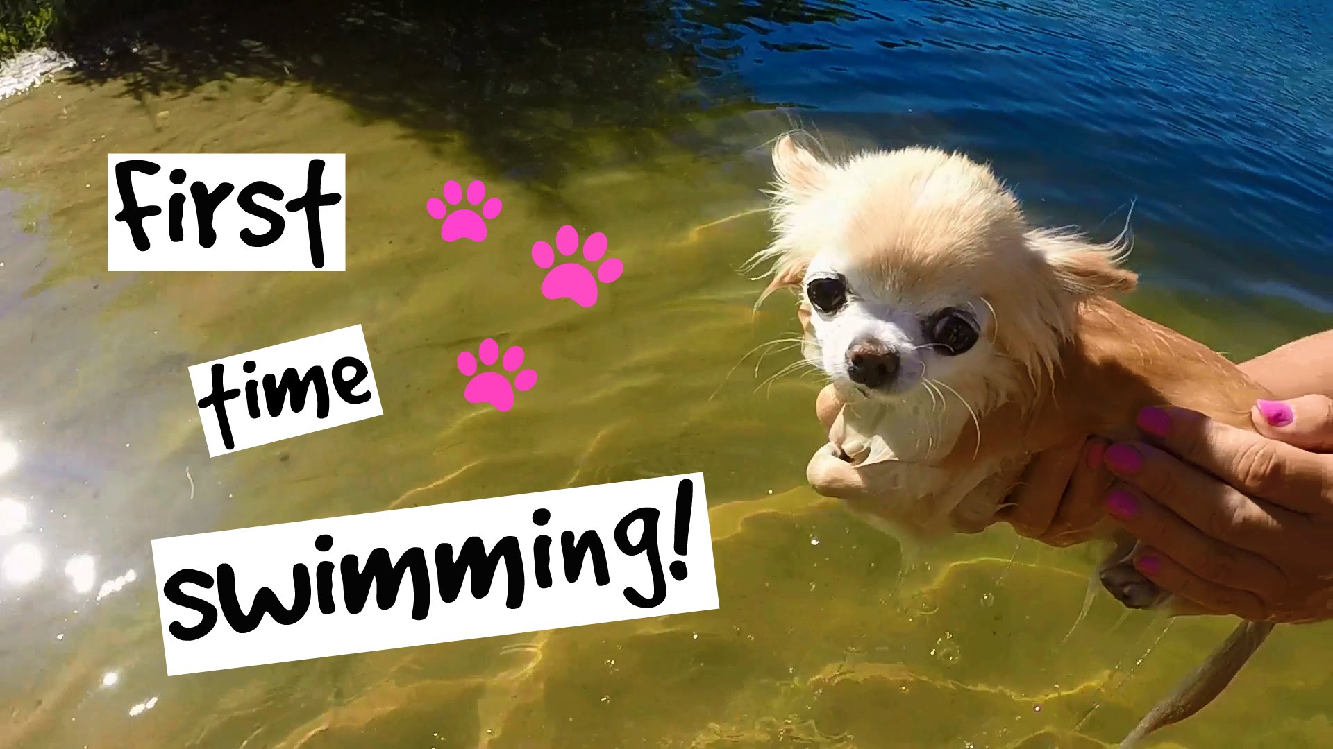 Cutest PUPPY Sized Chihuahua Swimming For The FIRST TIME - YouTube