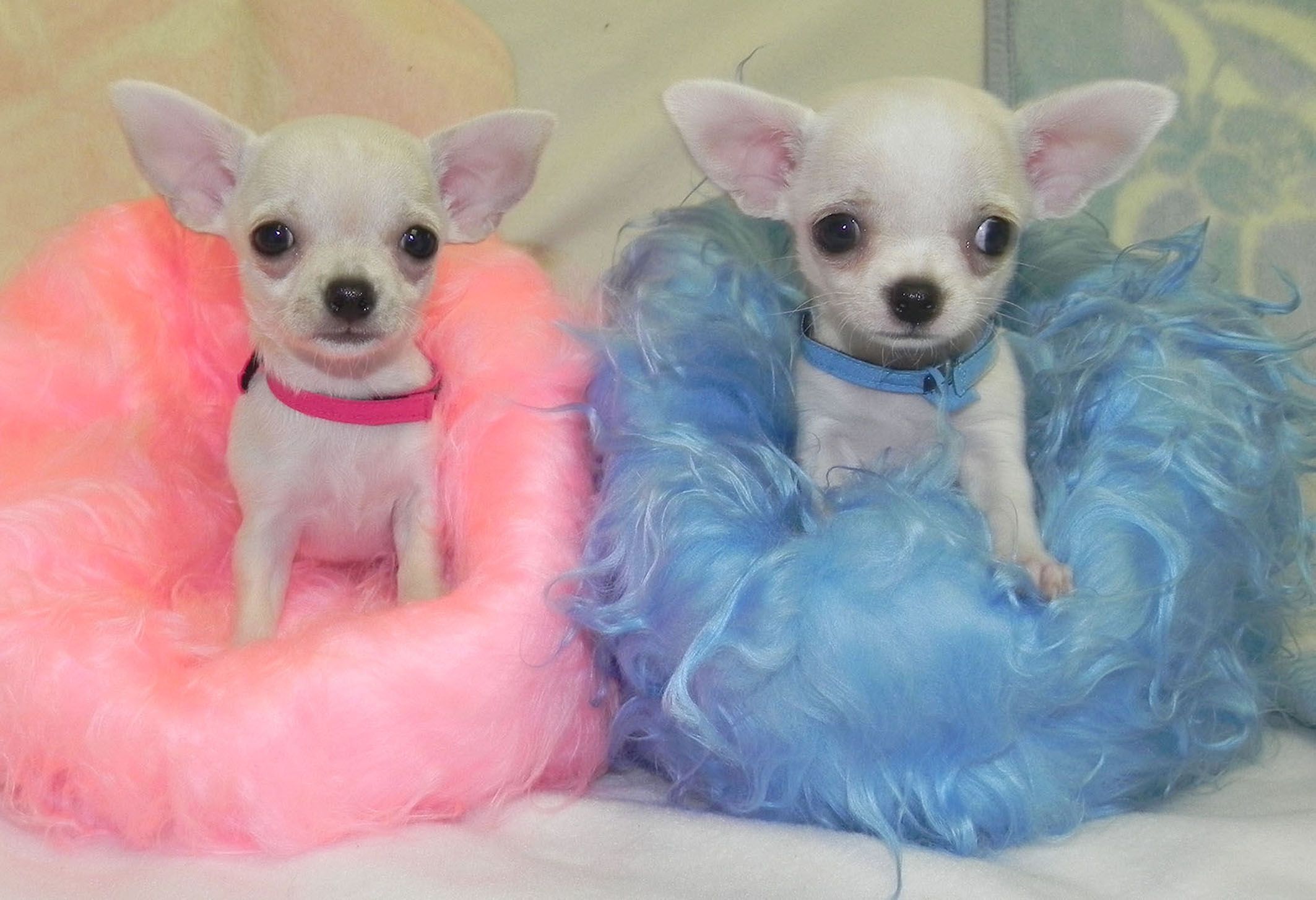 Photos of cute Chihuahuas! Brother and sister team... Yupyupper ...