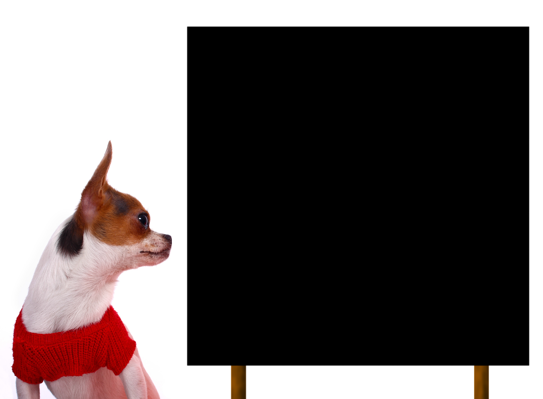 Cute chihuahua puppy looking at a blank board photo
