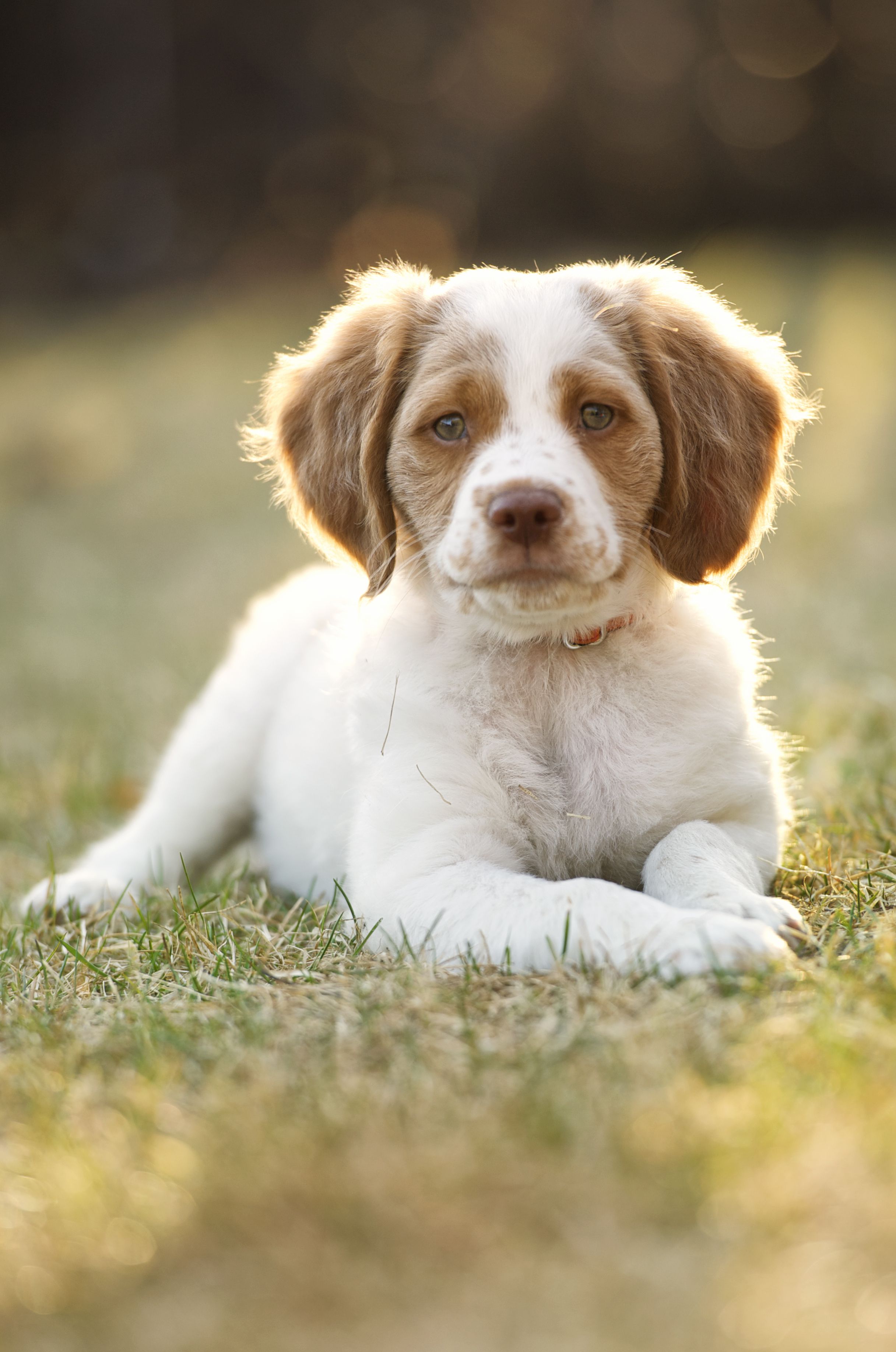 25 Cutest Dog Breeds - Most Adorable Dogs