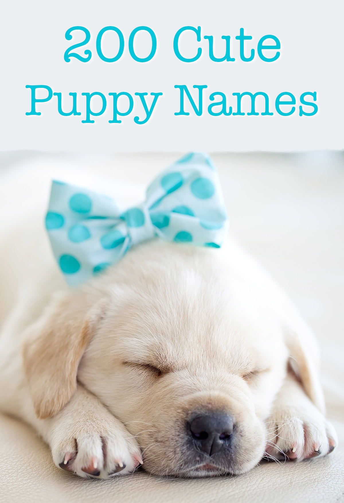 Cute Puppy Names - Over 200 Adorable Ideas For Naming Your Dog