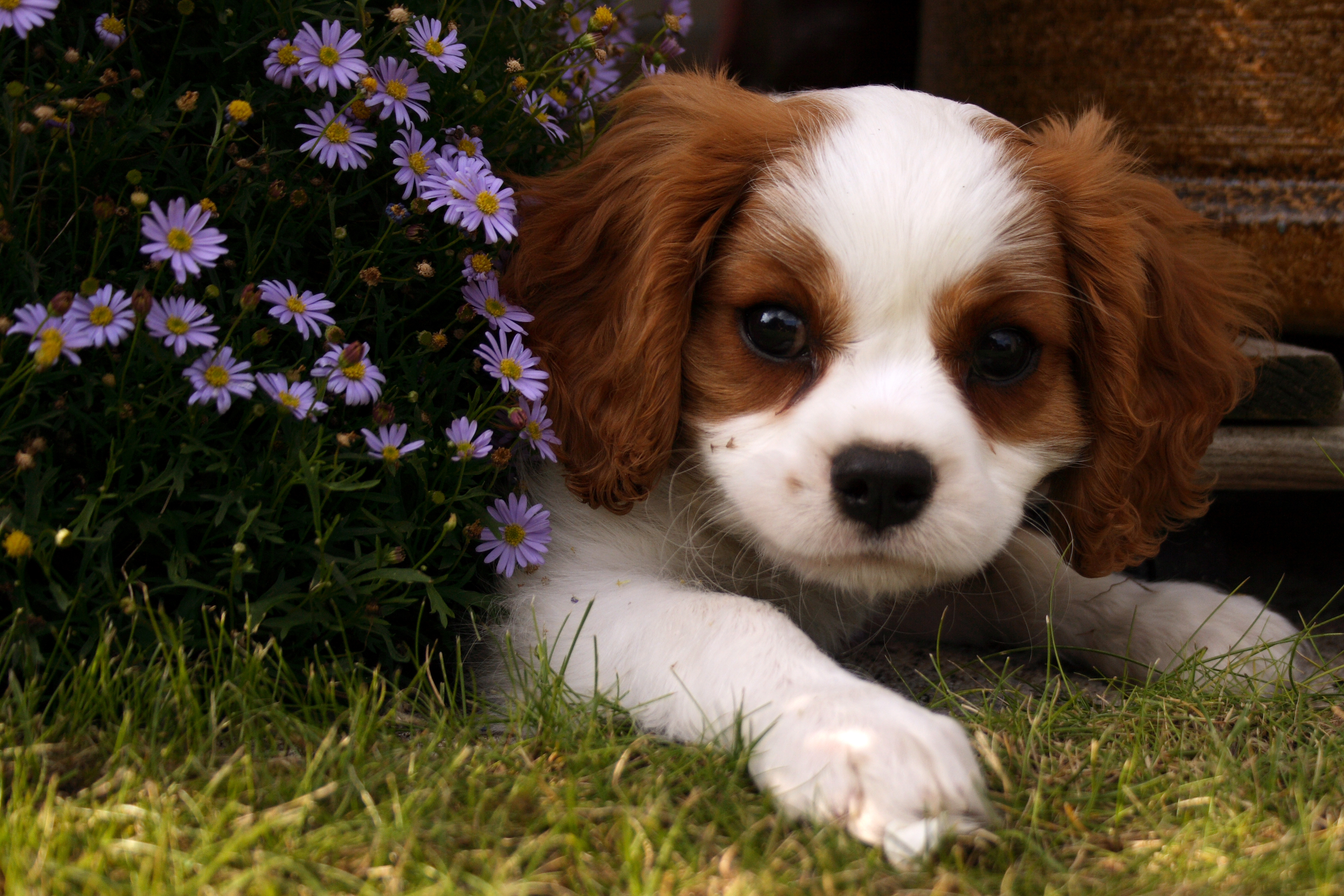File:Cute dog.jpg - Wikimedia Commons