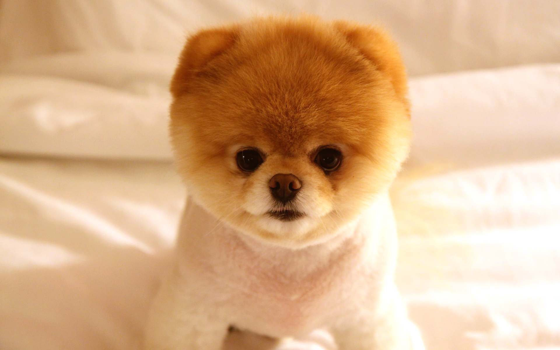 Cute Dog Boo Wallpapers | HD Wallpapers | ID #11864