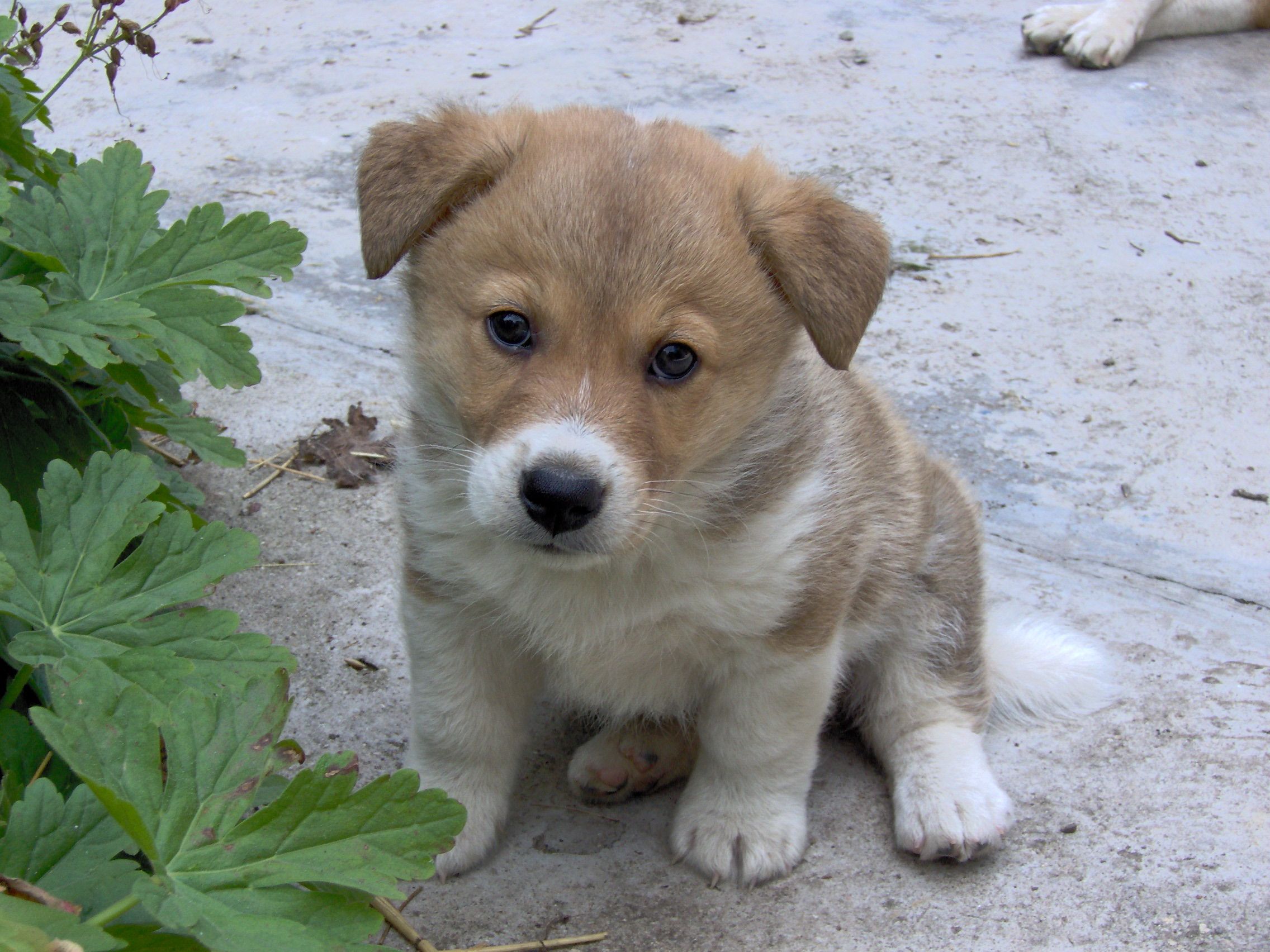 Free photo: Cute dog - Animal, Cute, Dog - Free Download - Jooinn