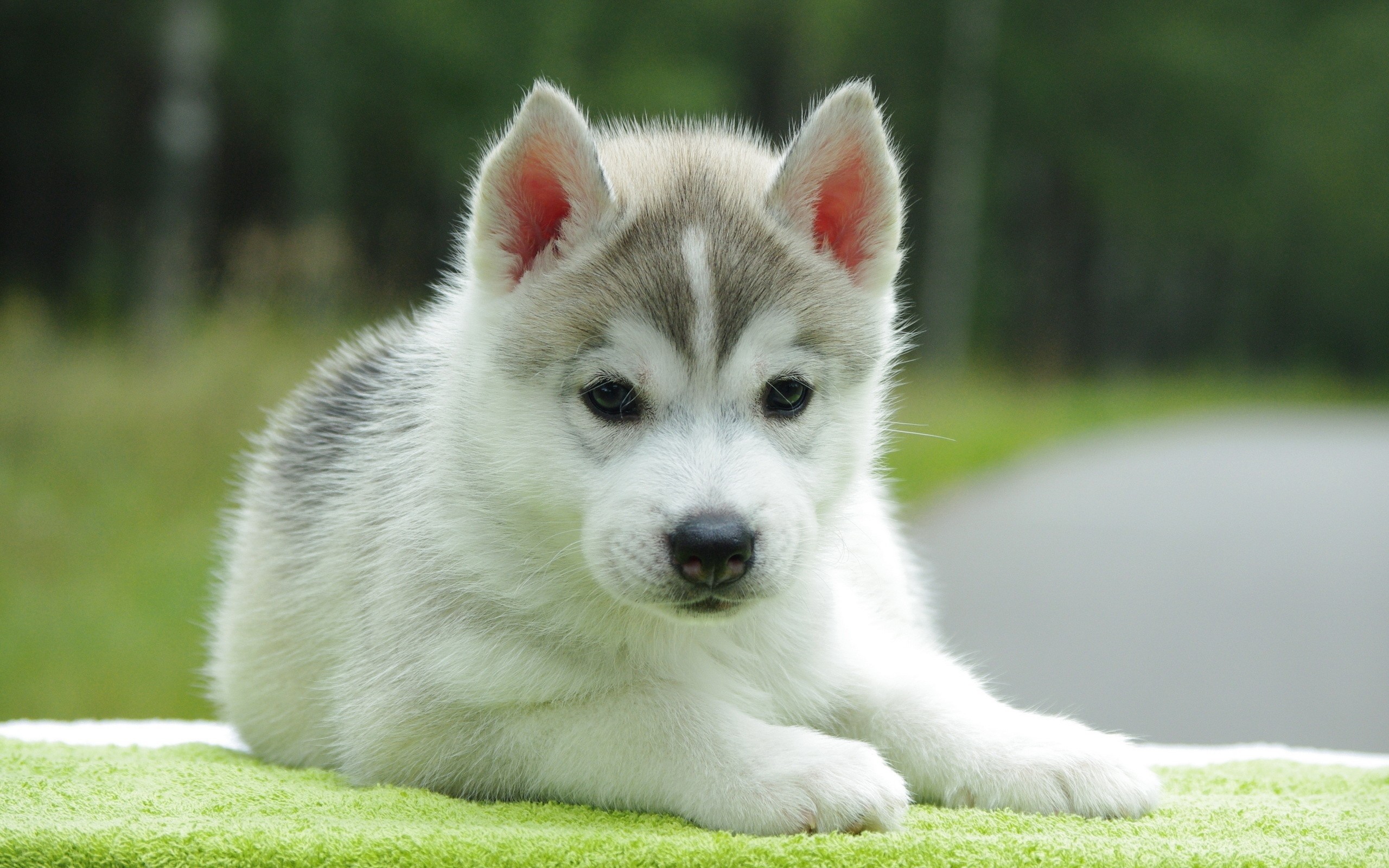 14 Cute Dogs That Can Melt Anyone's Heart- The Cutest Dog Breeds ...