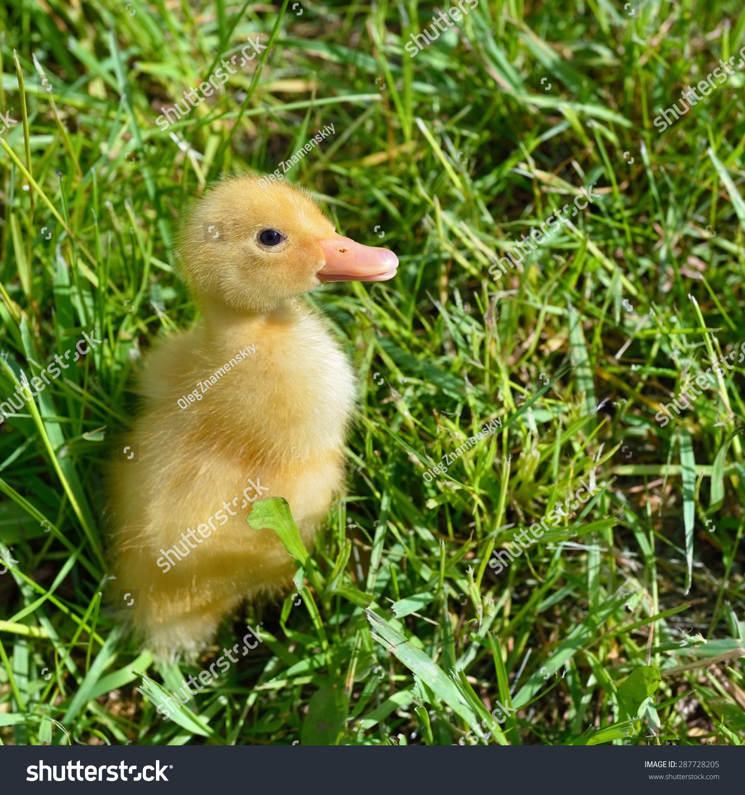 Cute duckling photo