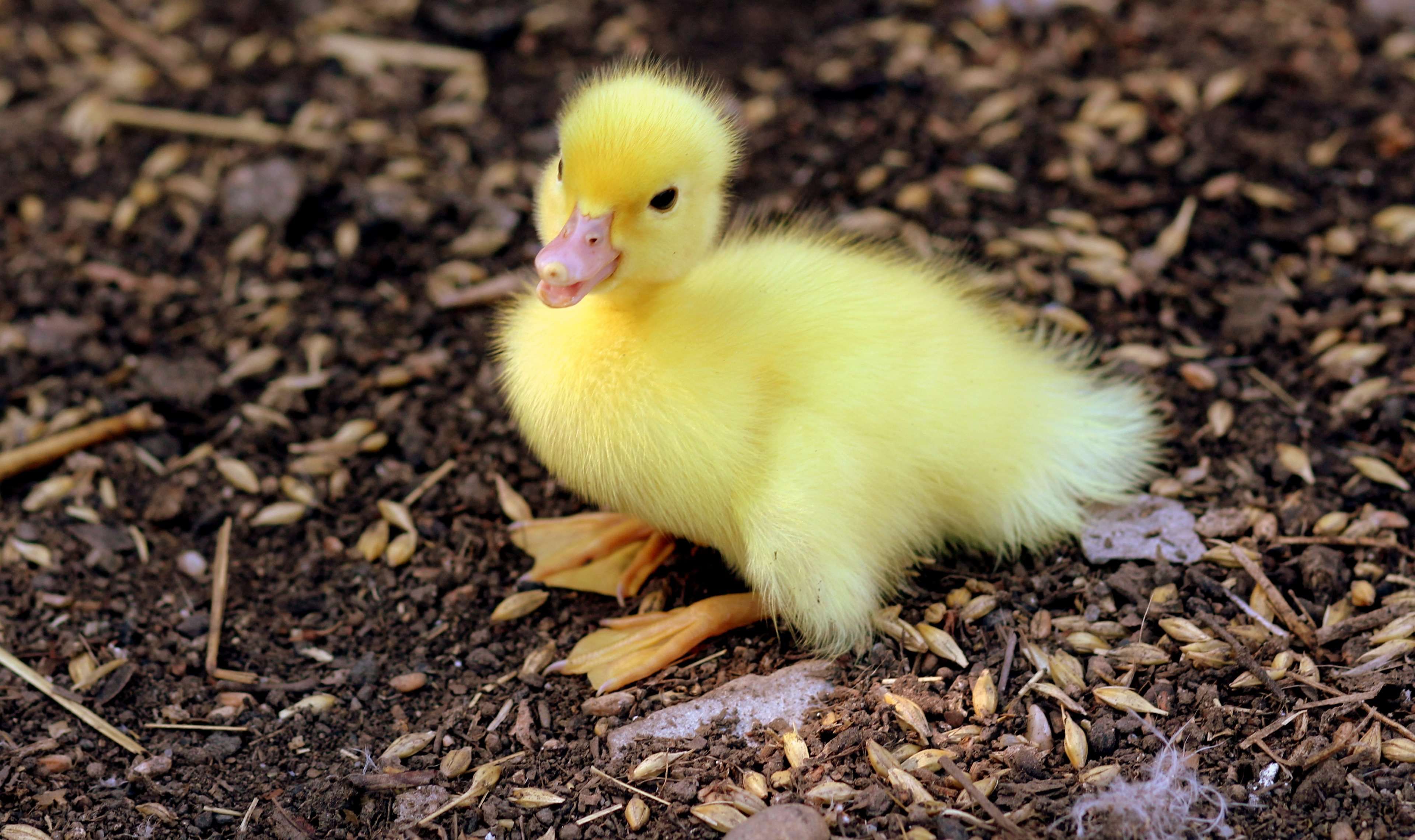 animal #bird #blur #close up #cute #duckling #farm #feather #fluffy ...