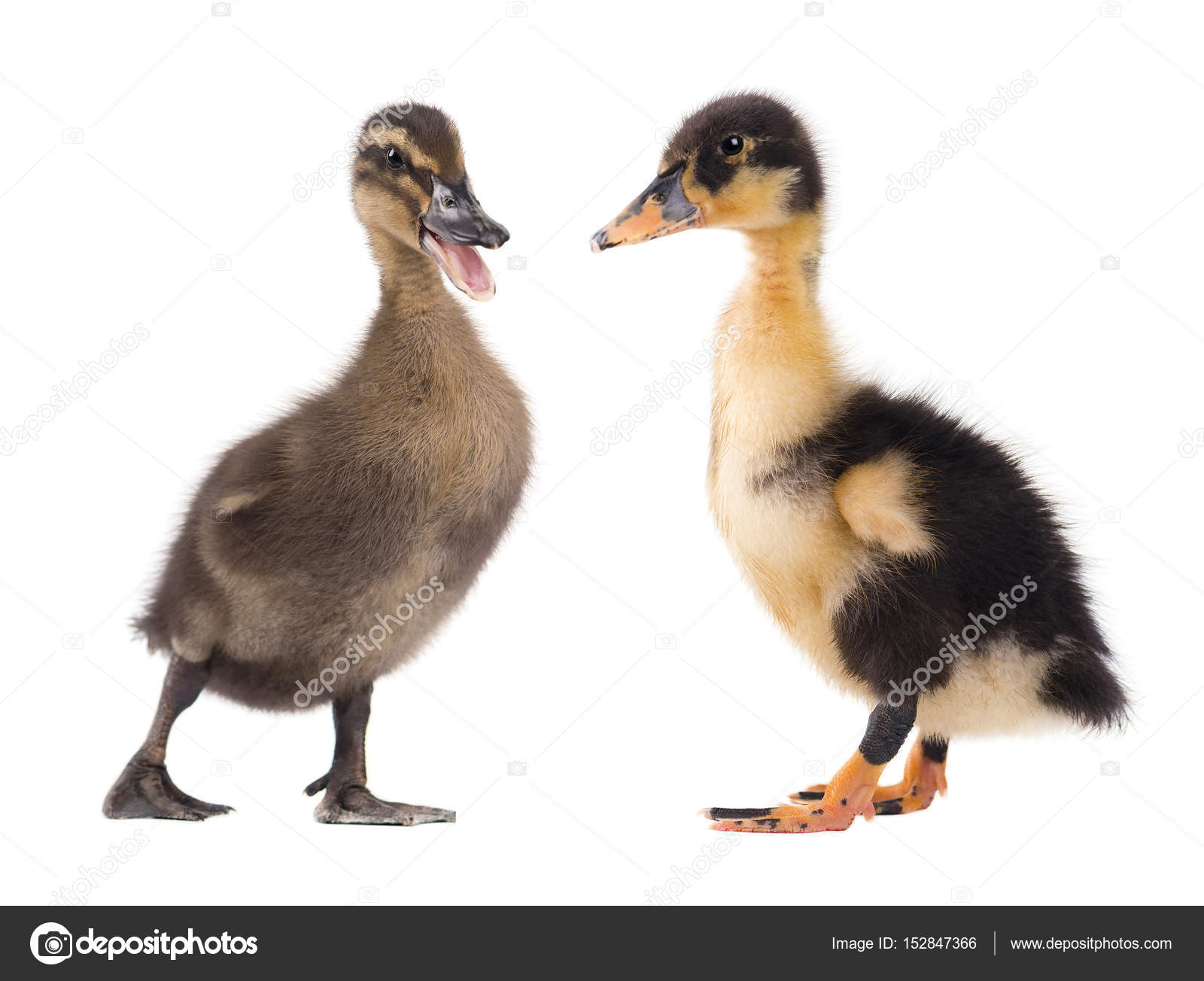 Two cute duckling isolated on white — Stock Photo © vandycandy ...