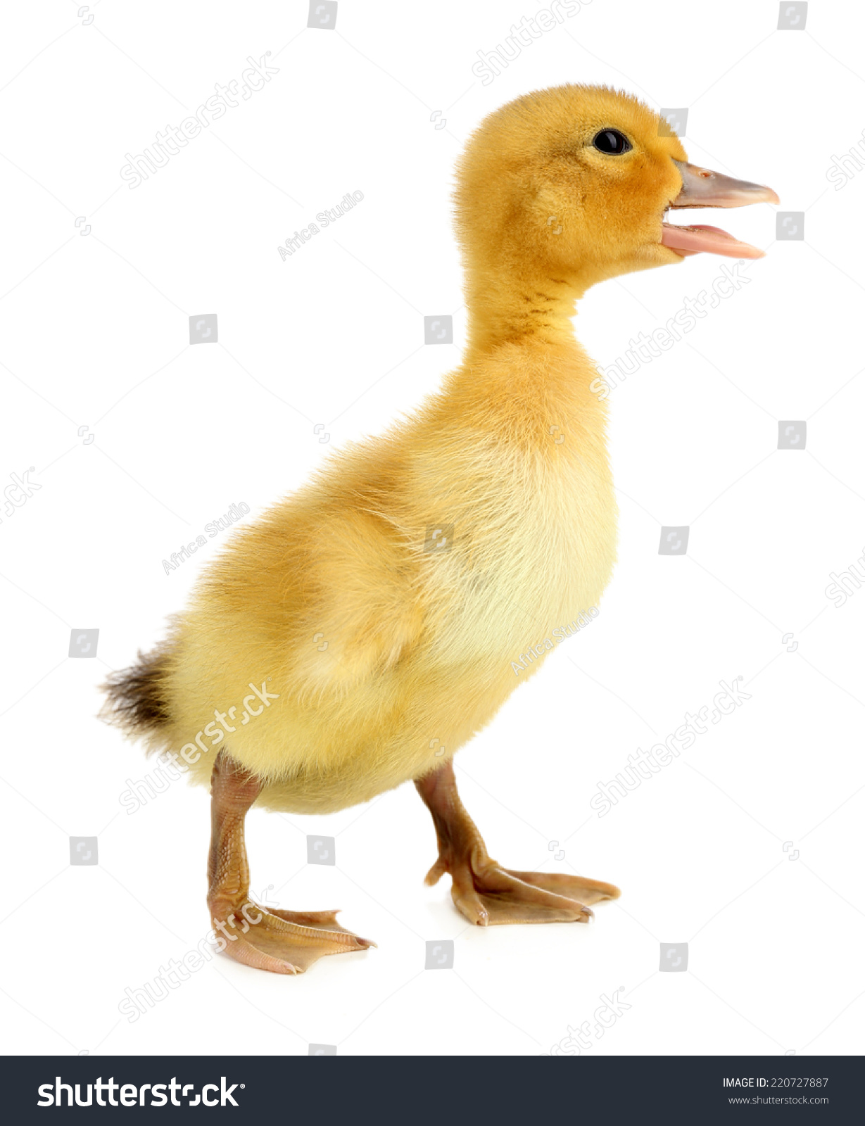 Little Cute Duckling Isolated On White Stock Photo 220727887 ...