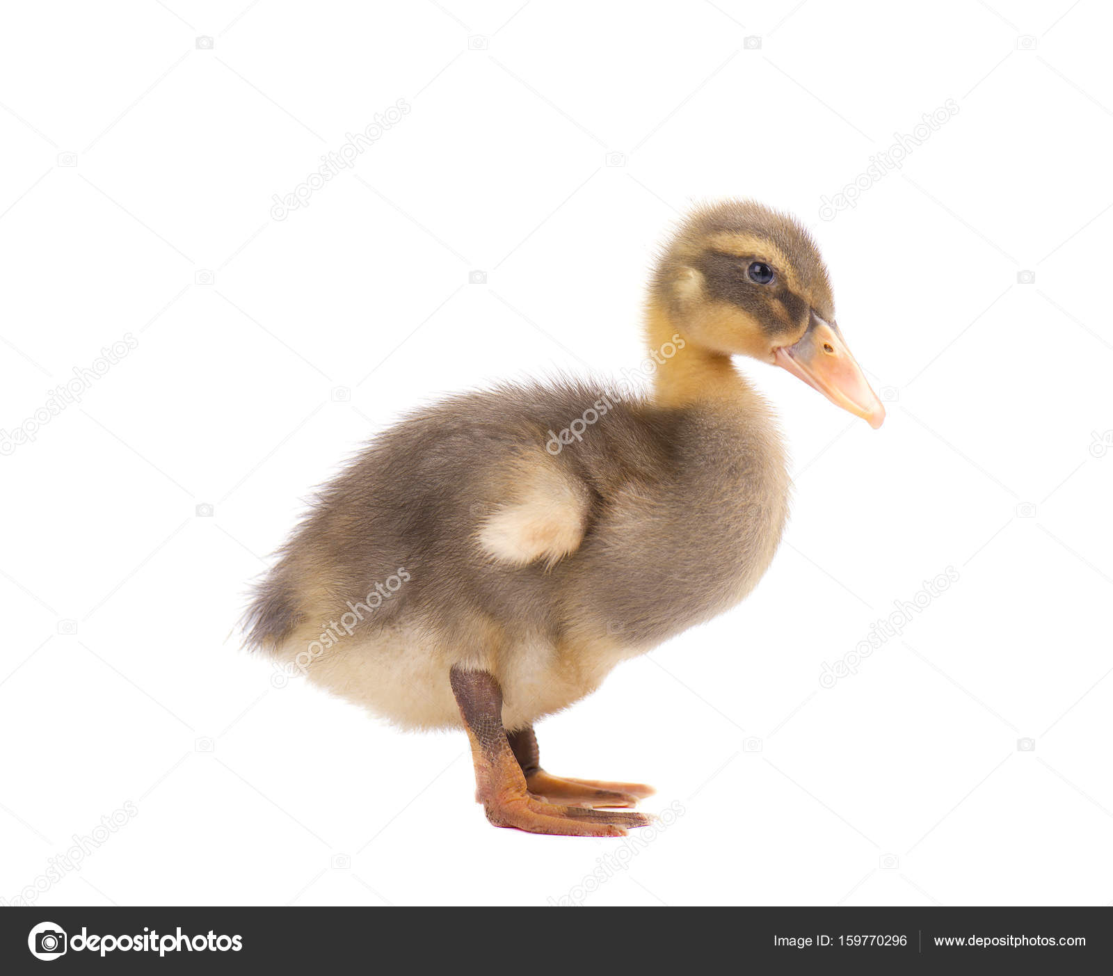 Cute duckling isolated on white background — Stock Photo ...