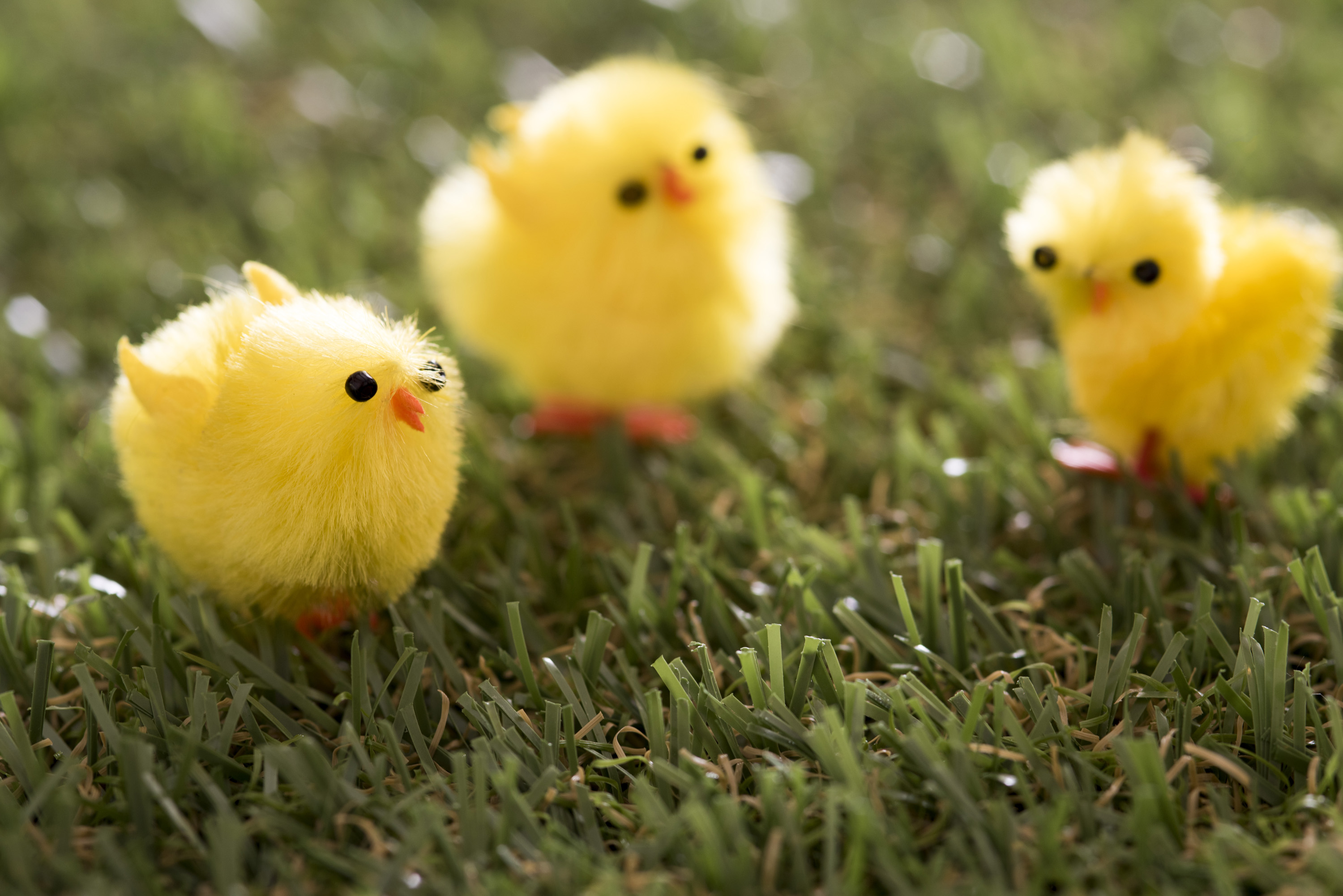 Three cute fluffy little Easter chicks Creative Commons Stock Image