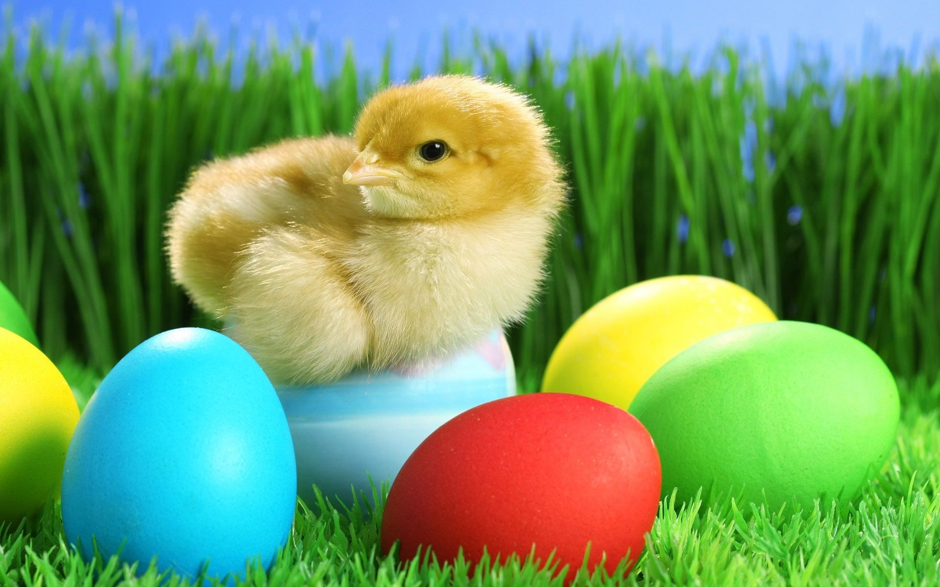 cute-chick-and-easter-eggs.jpg (1920×1200) | spring and easter ...
