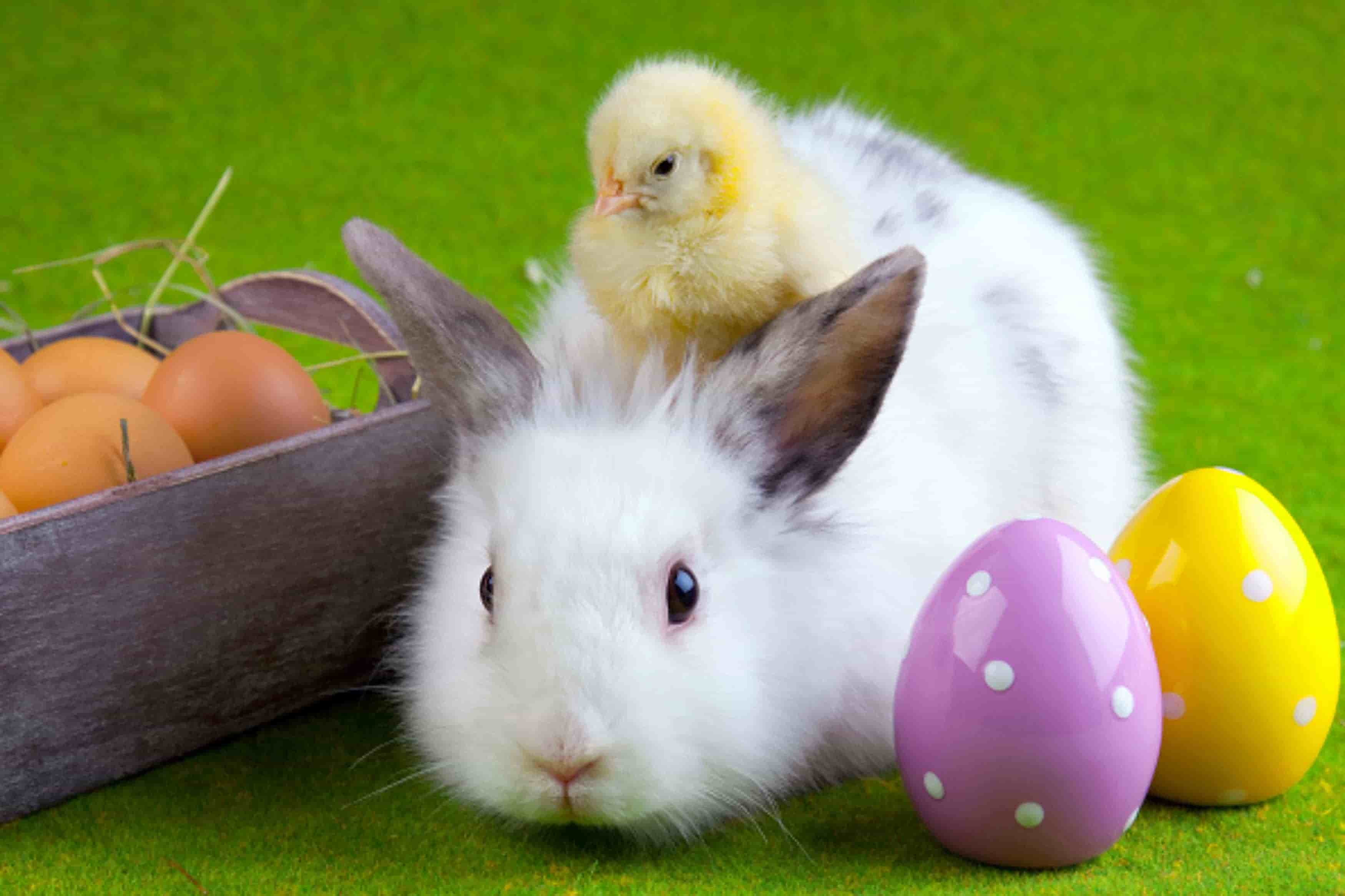 Happy Easter Bunny Pictures Images Wallpaper & Pictures With Quotes