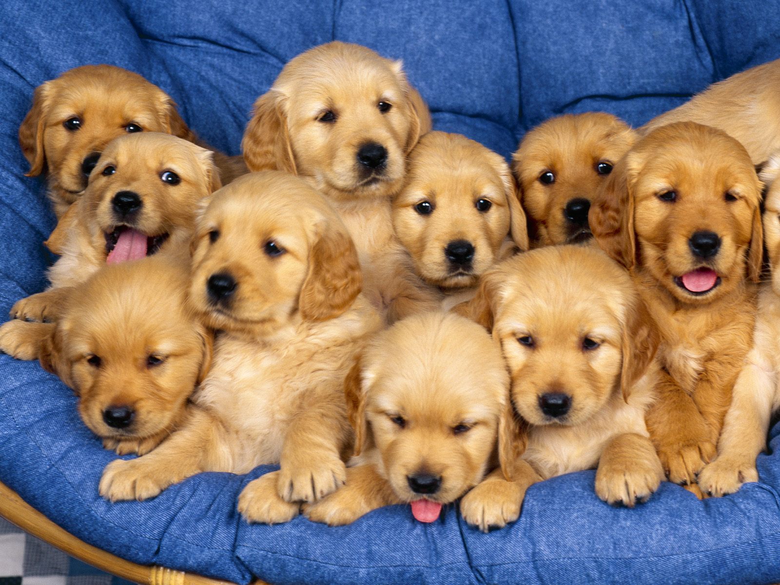 Cute Golden Retriever Puppies For S HD Wallpaper, Background Images