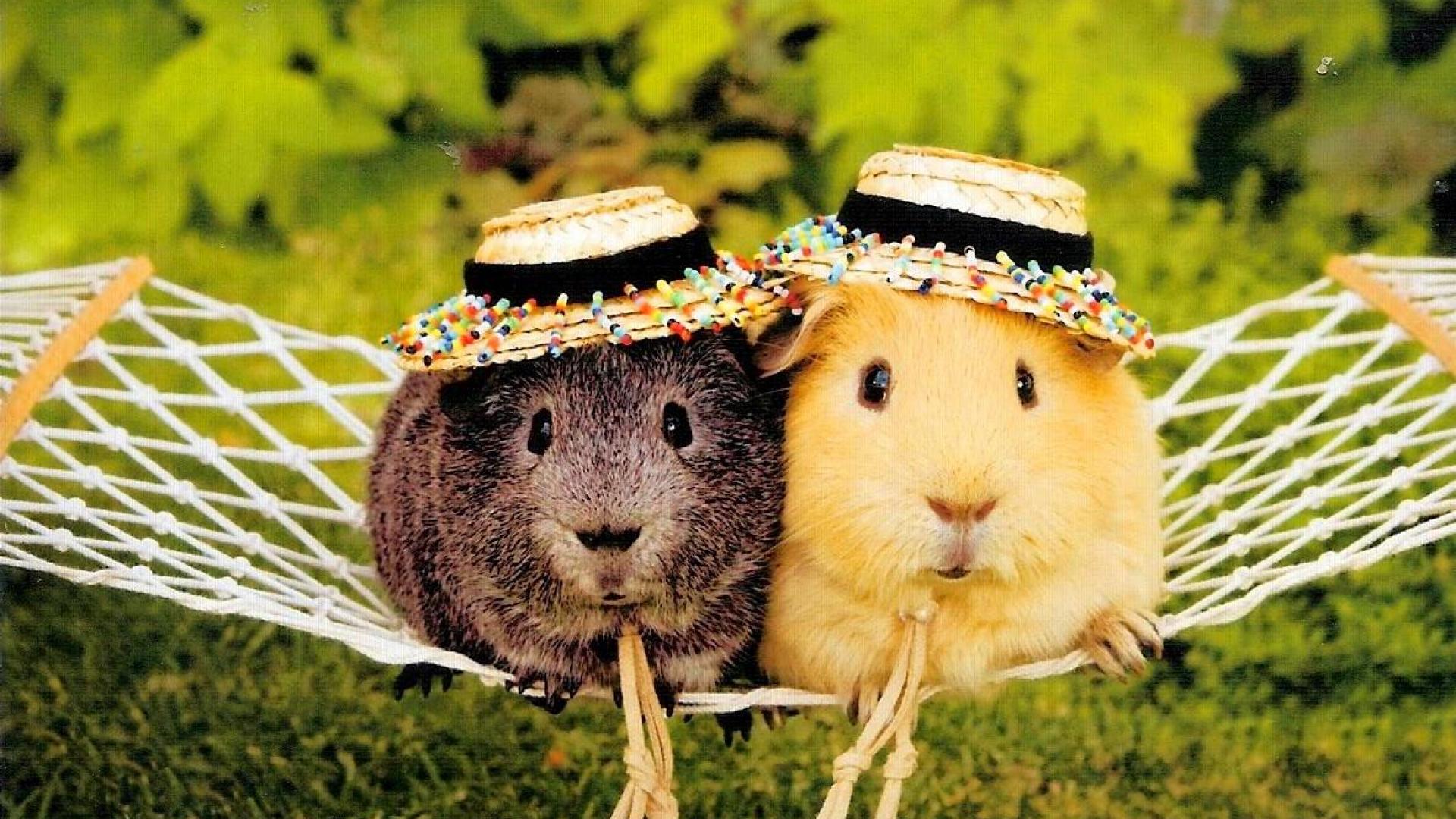 Cute Guinea Pigs HD Wallpaper, Background Images