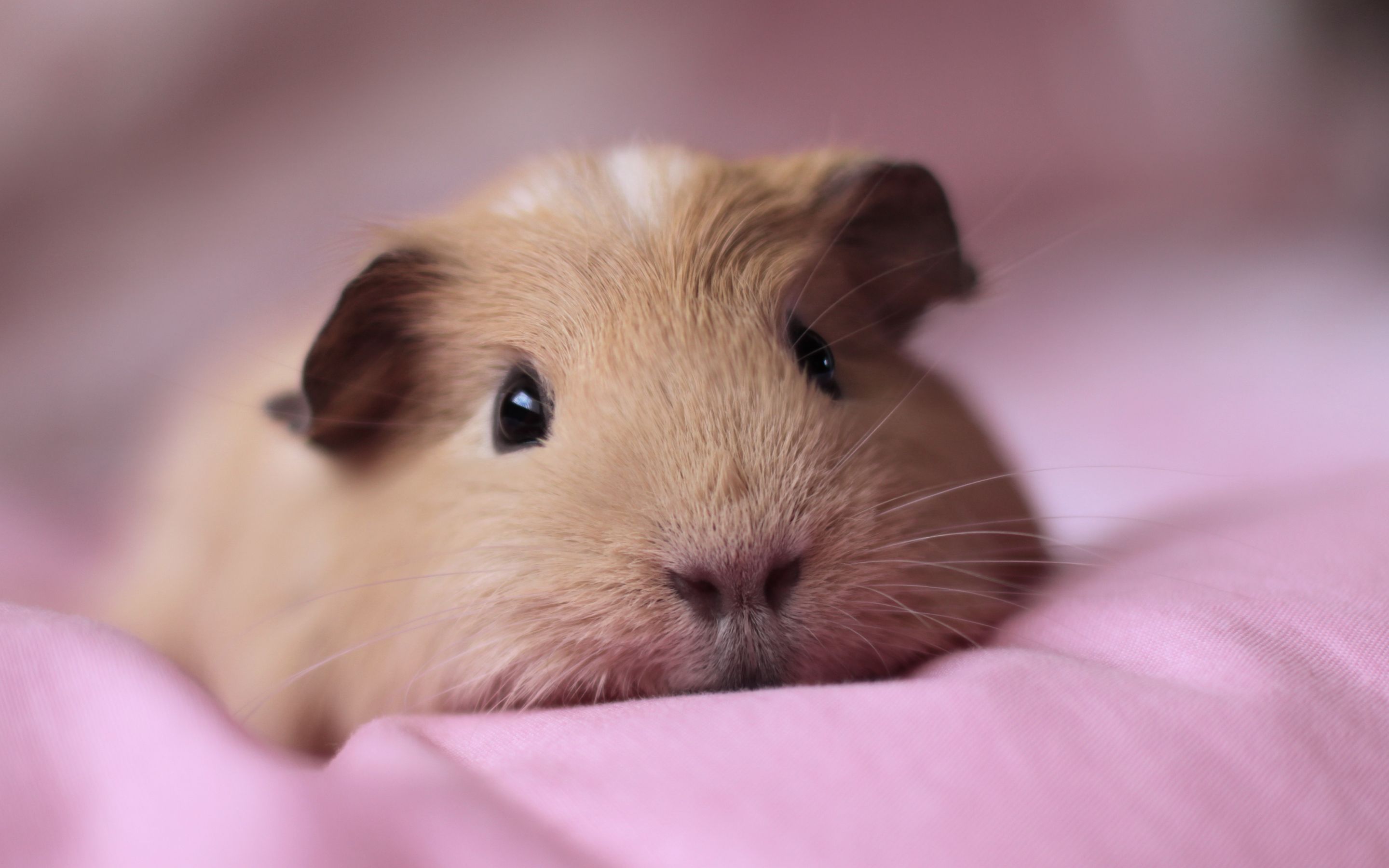 100+ Cute and Funny Guinea Pig Names | Animal and Baby guinea pigs