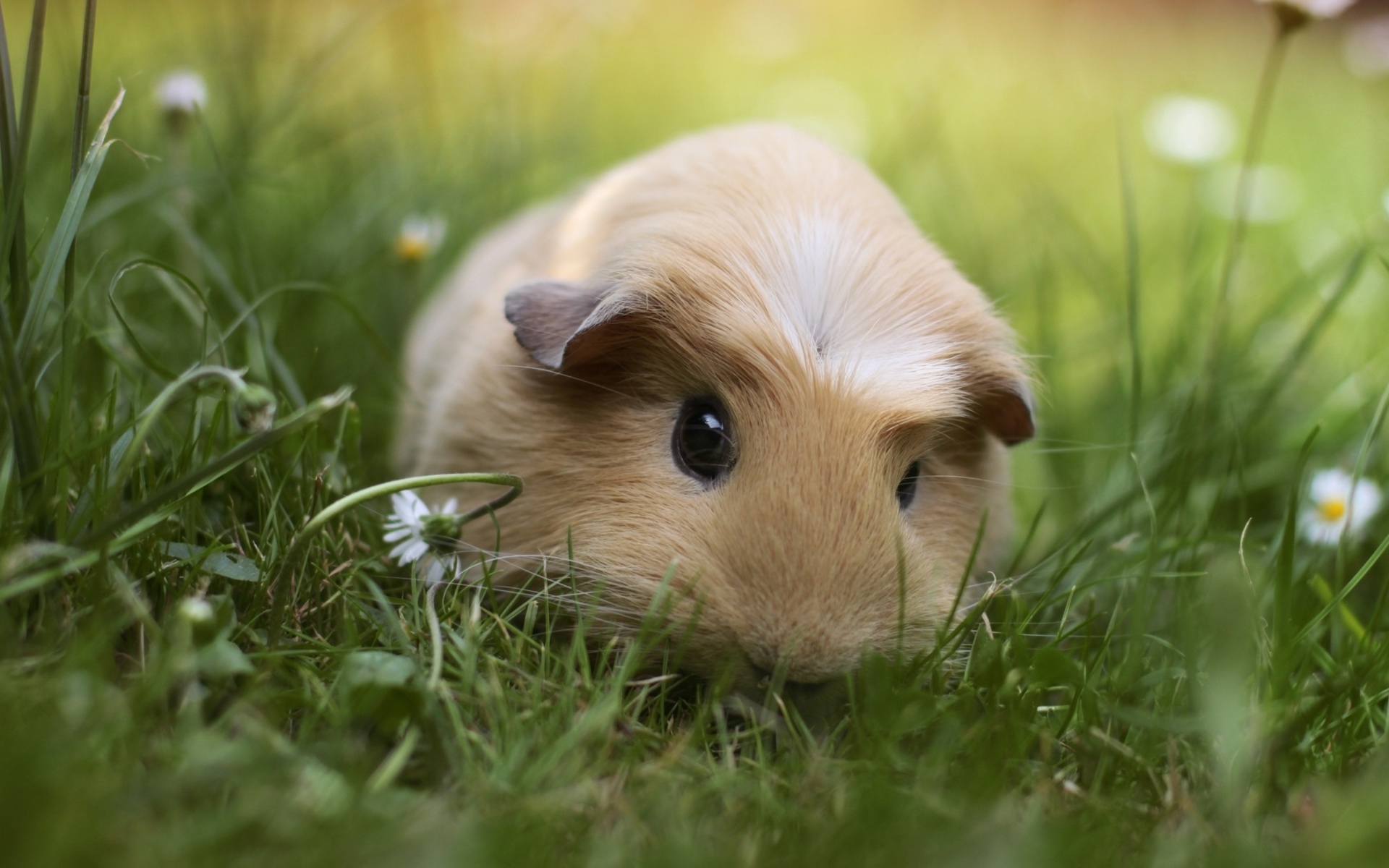 Cute Guinea Pigs HD Wallpaper, Background Images