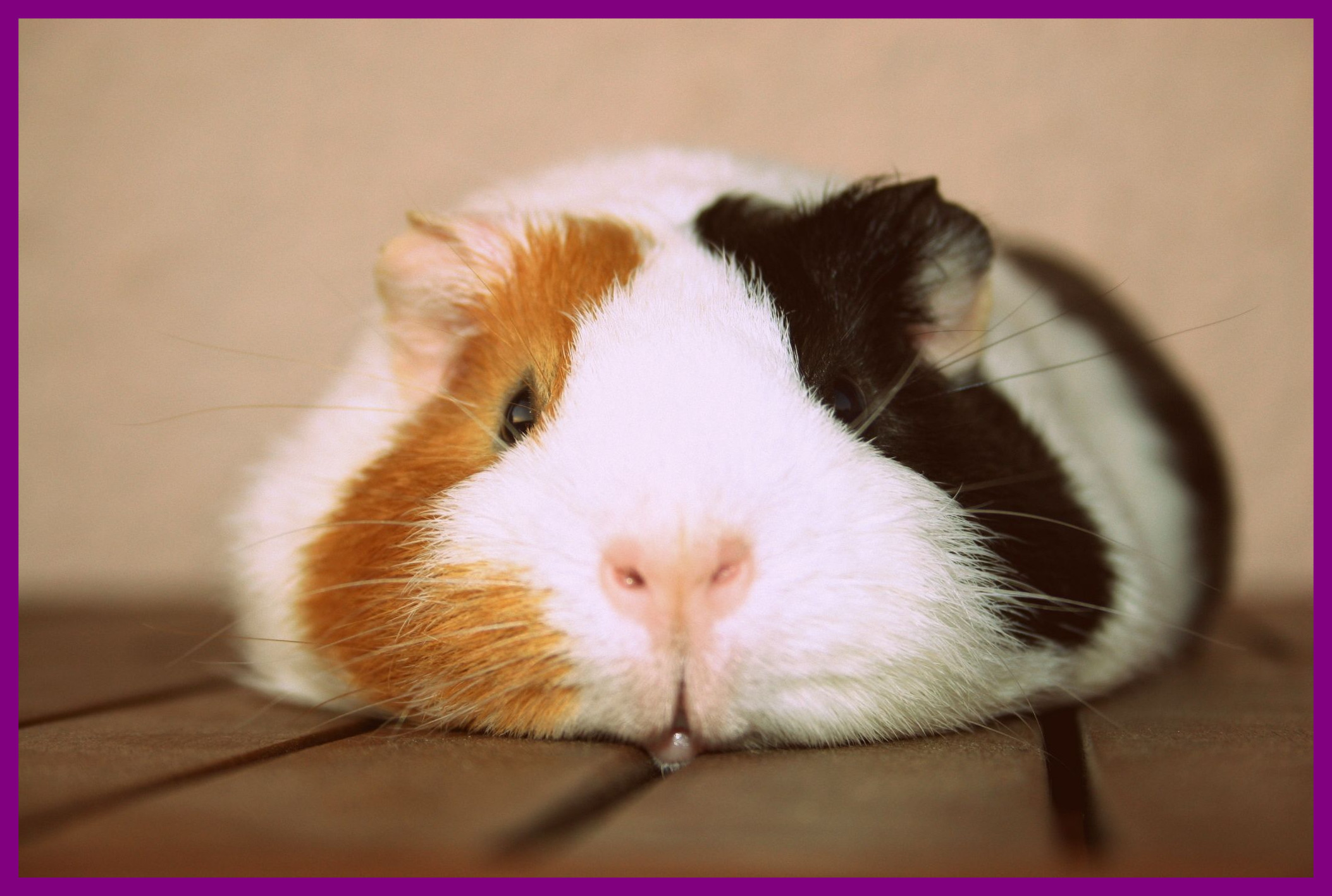 Best Guinea Pig Photo Charms Bracelets And Of Cute Eating ...