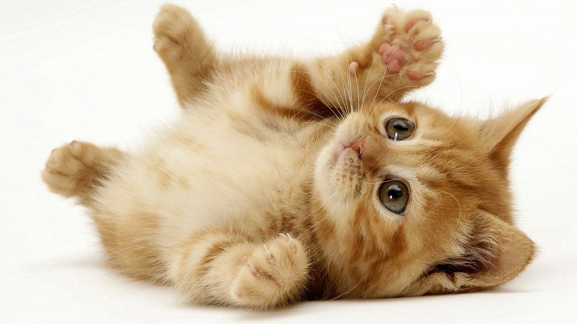 Cute kitten photo