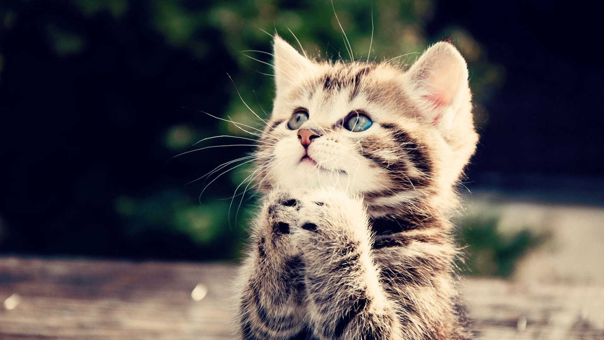 Cute Kitten | QTPI: Share Cuteness, not hatred