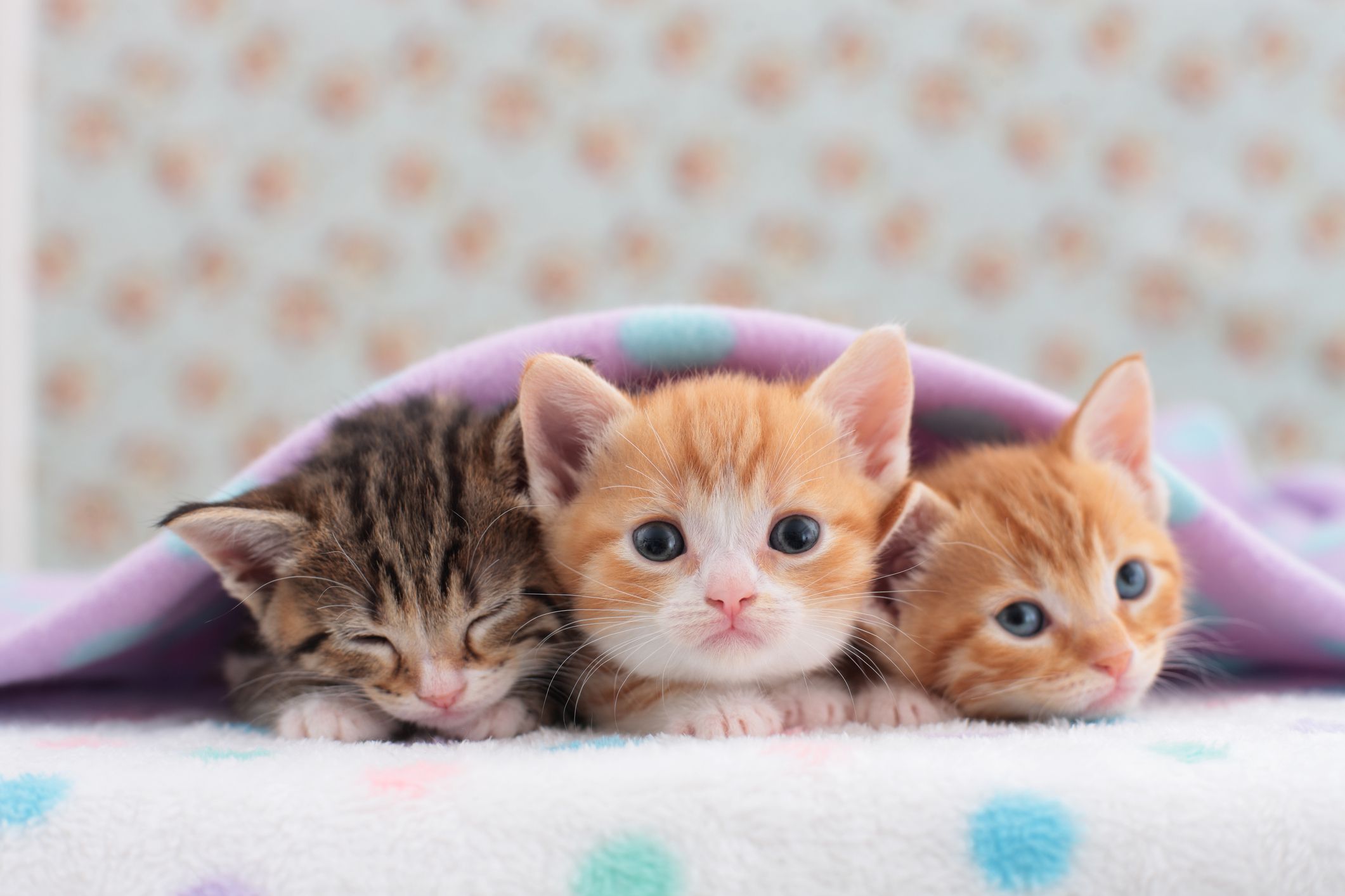 23 cute kittens to get you through a tough week | Metro News