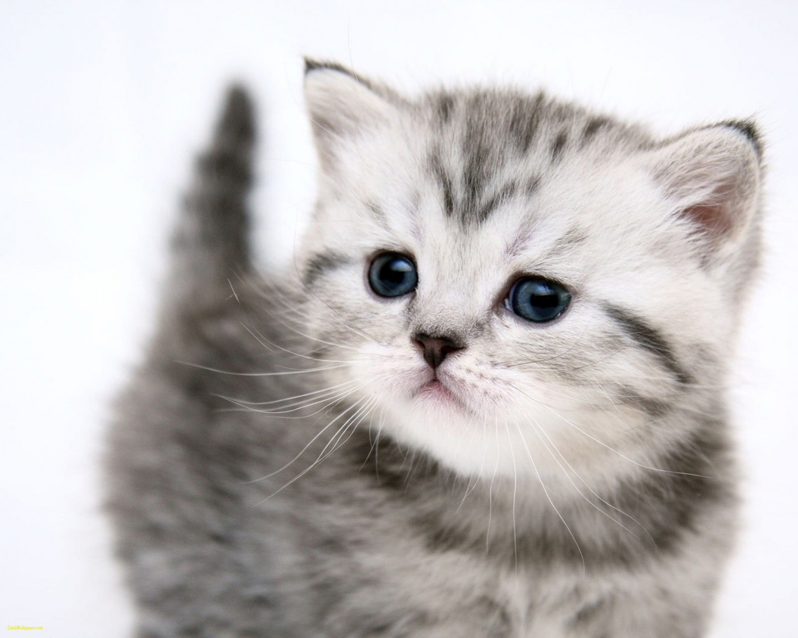 Cute Kitten Pictures Fresh Cute Kitten Expression | CelebsWallpaper