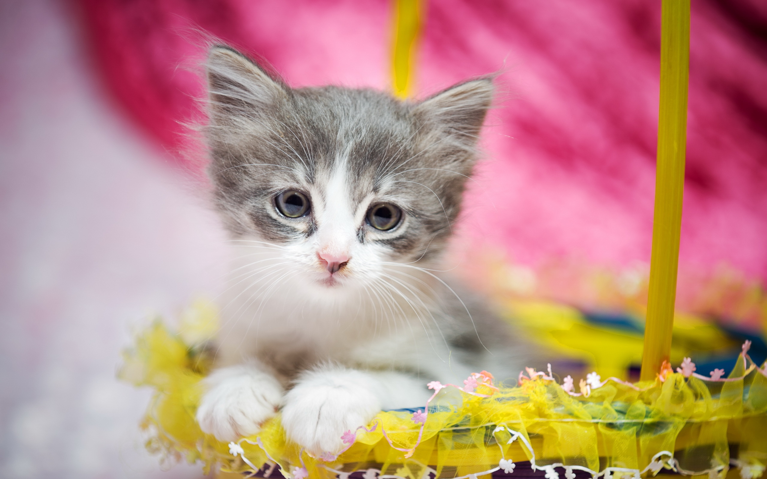 Wallpaper Cute kitten, Cat, HD, Animals, #4647