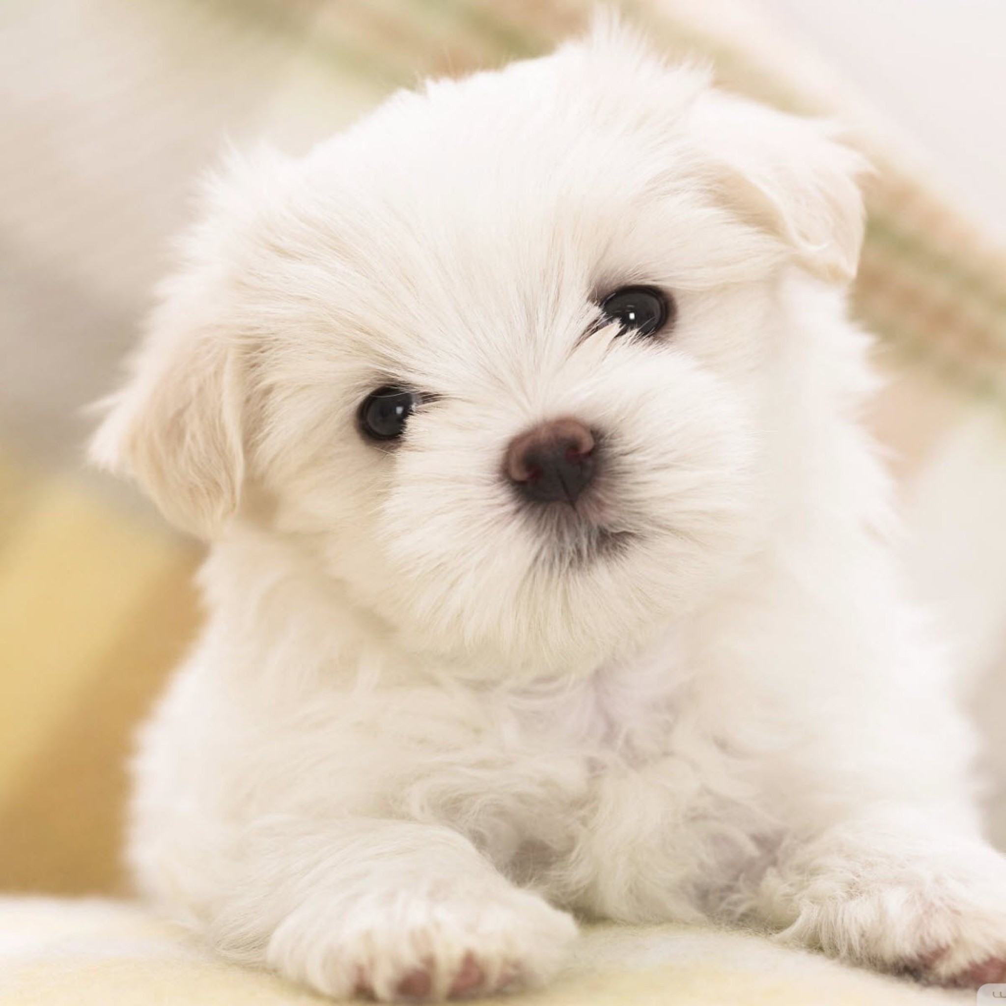 Cute little dog pics download