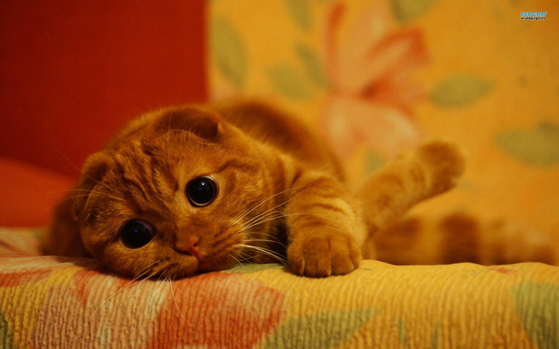 cute Little Kitty~ HD desktop wallpaper : Widescreen : High ...