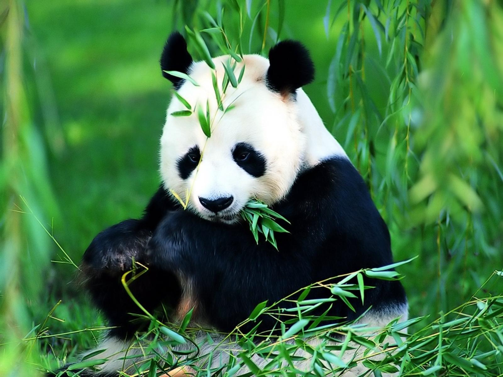 Cute Panda Pictures | AmO