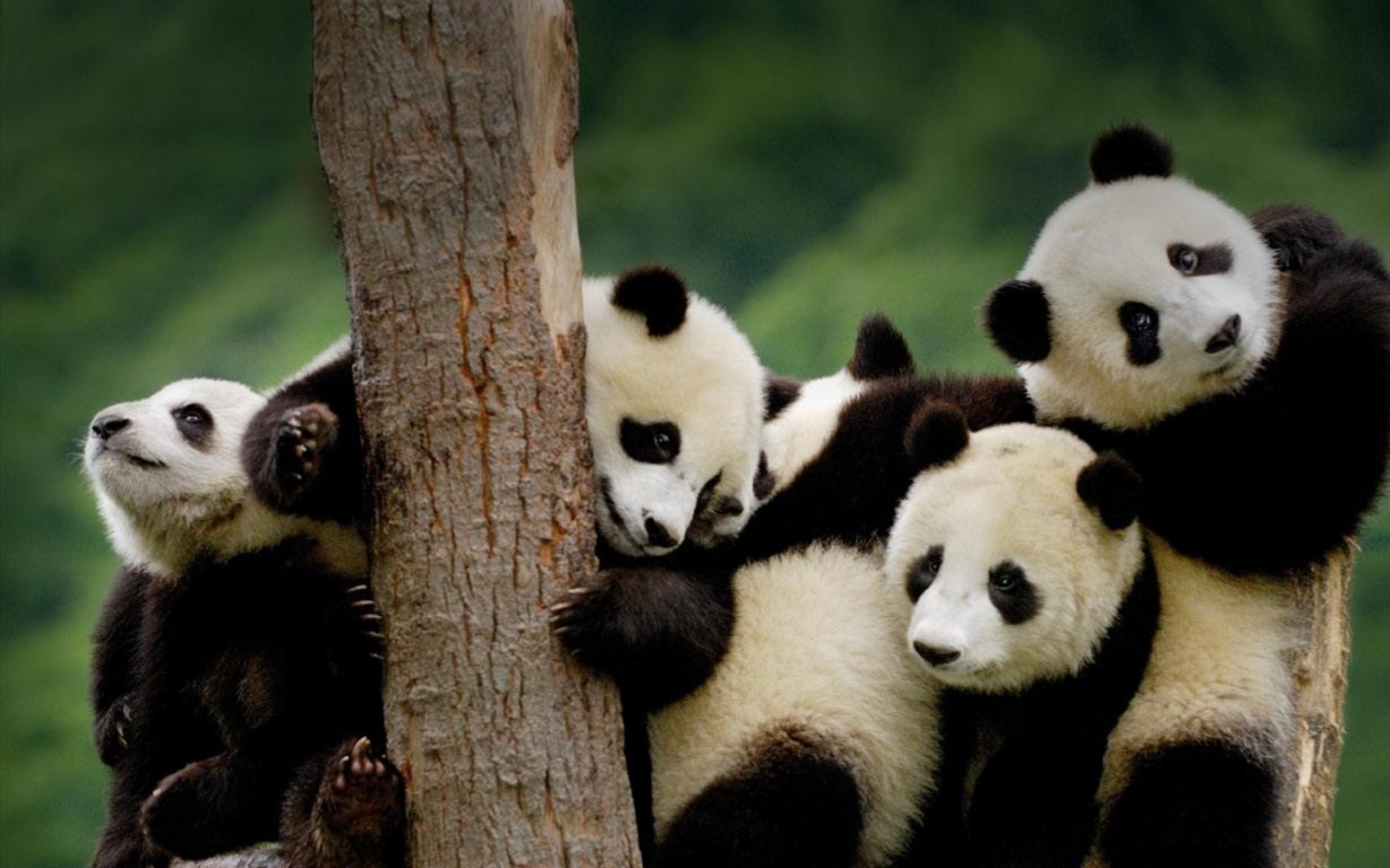 Cute Panda Wallpapers, Cute Panda Wallpapers For Free Download ...