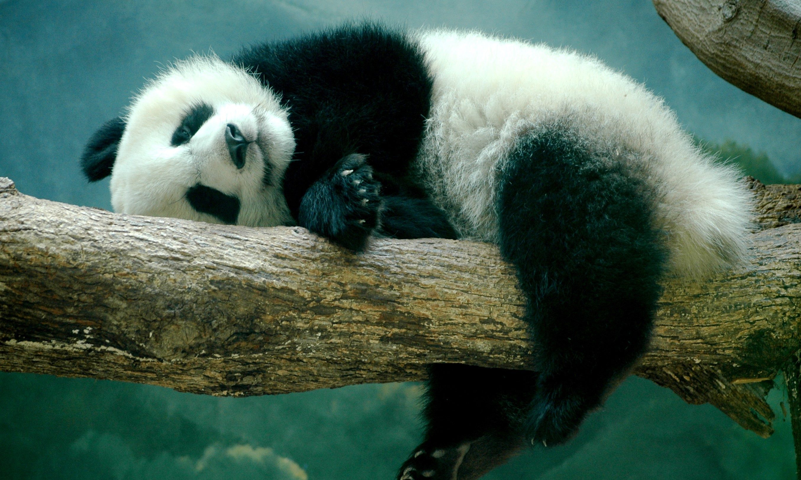 Free photo: Cute Panda - Animal, Cute, Nature - Free Download - Jooinn