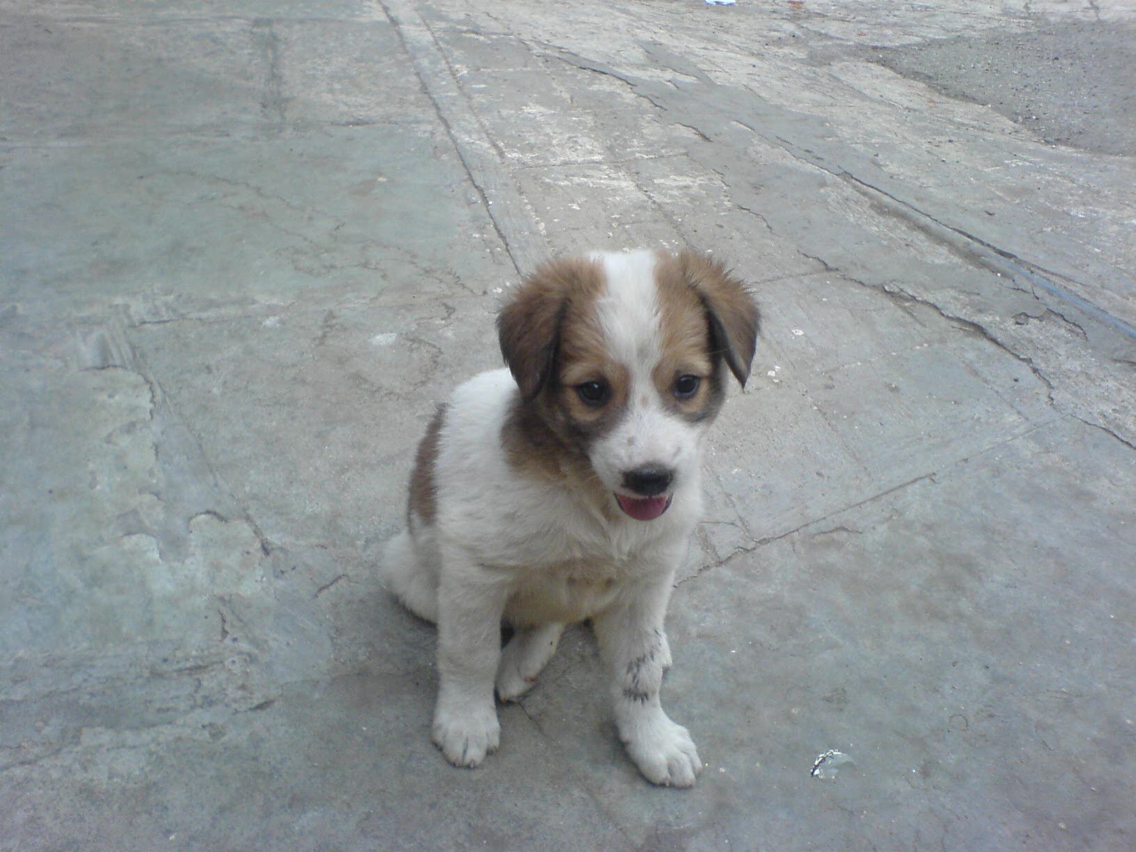 Cute puppy photo