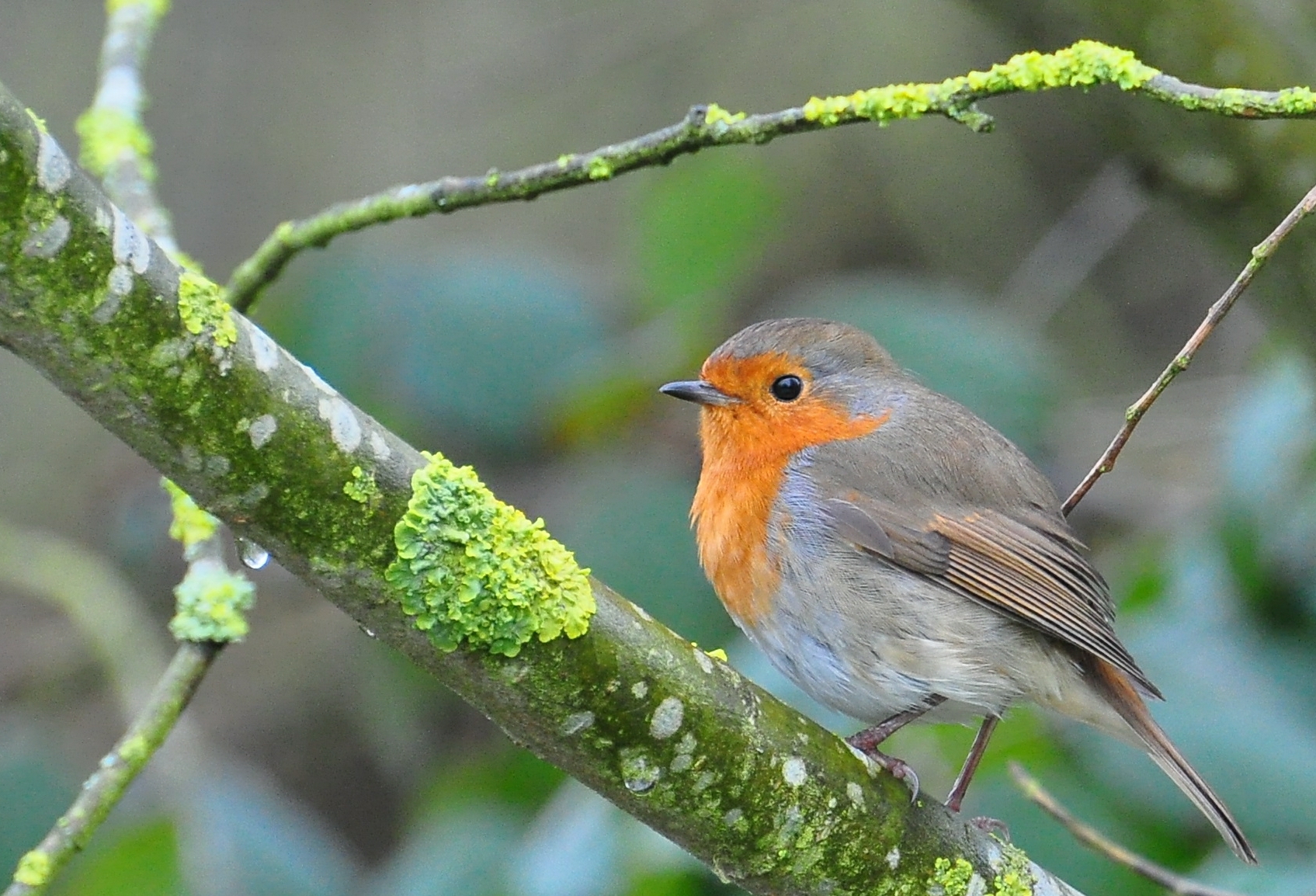 A cute Robin | Robin, rödhake, punarinta | Pinterest | Robins, Bird ...