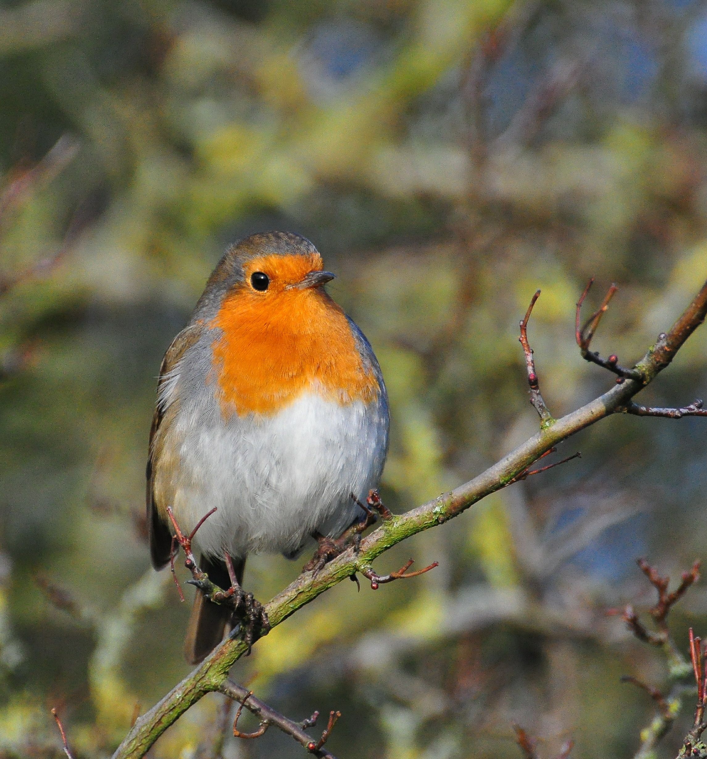 Cute Robin | Soaring with ACDSee Photo Contest Entrants | Pinterest ...