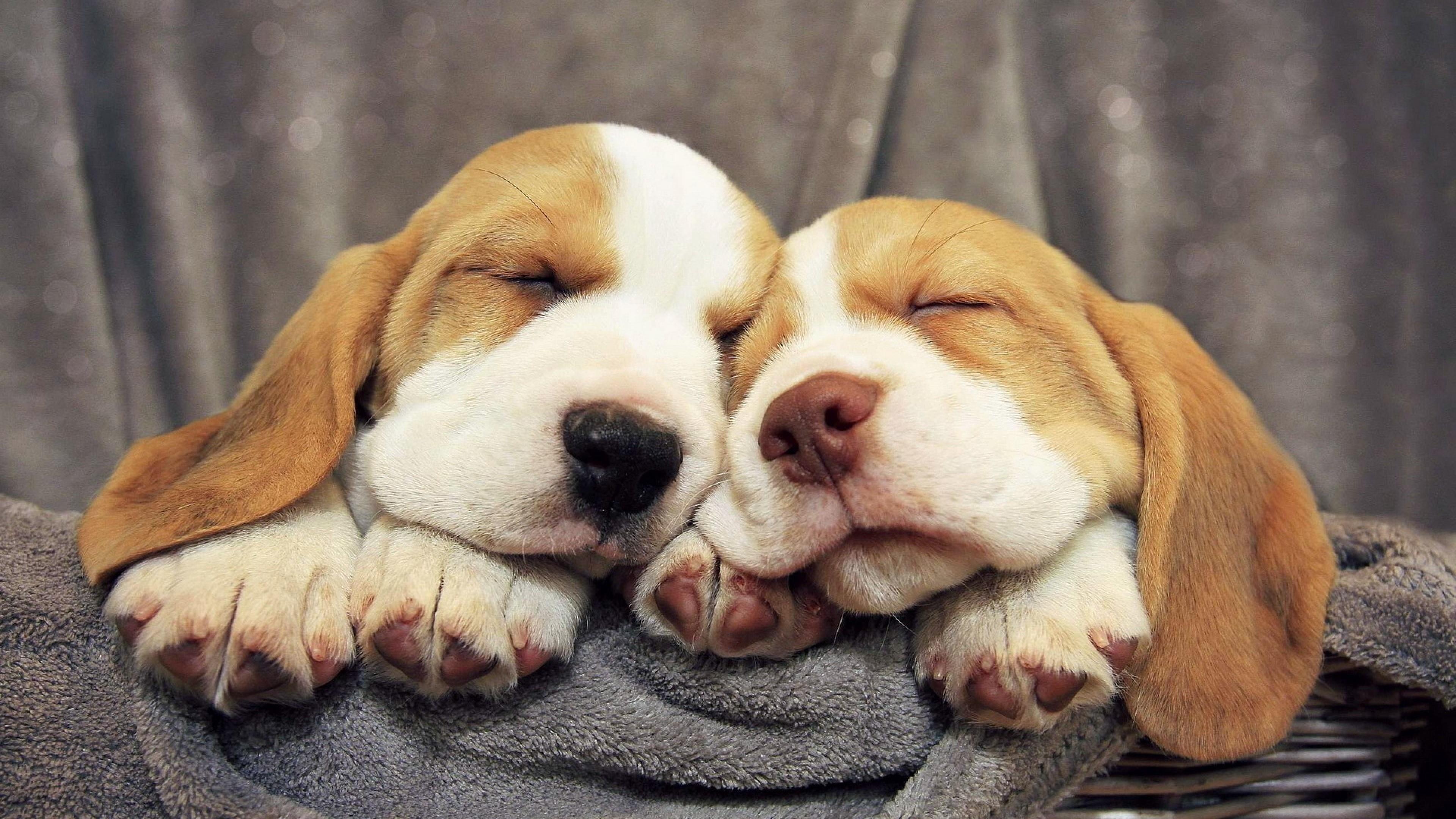 Cute Beagles Sleeping Wallpaper | Wallpaper Studio 10 | Tens of ...