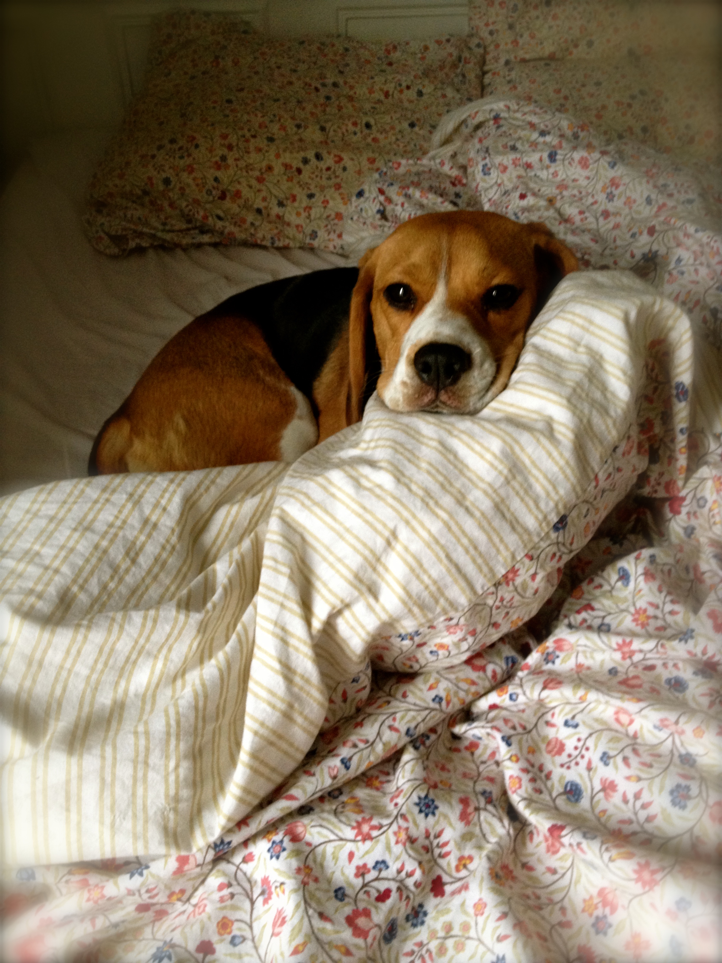 Beagle Chin Dog Sleeping In Named Hava Pinterest ~ apdyfrig