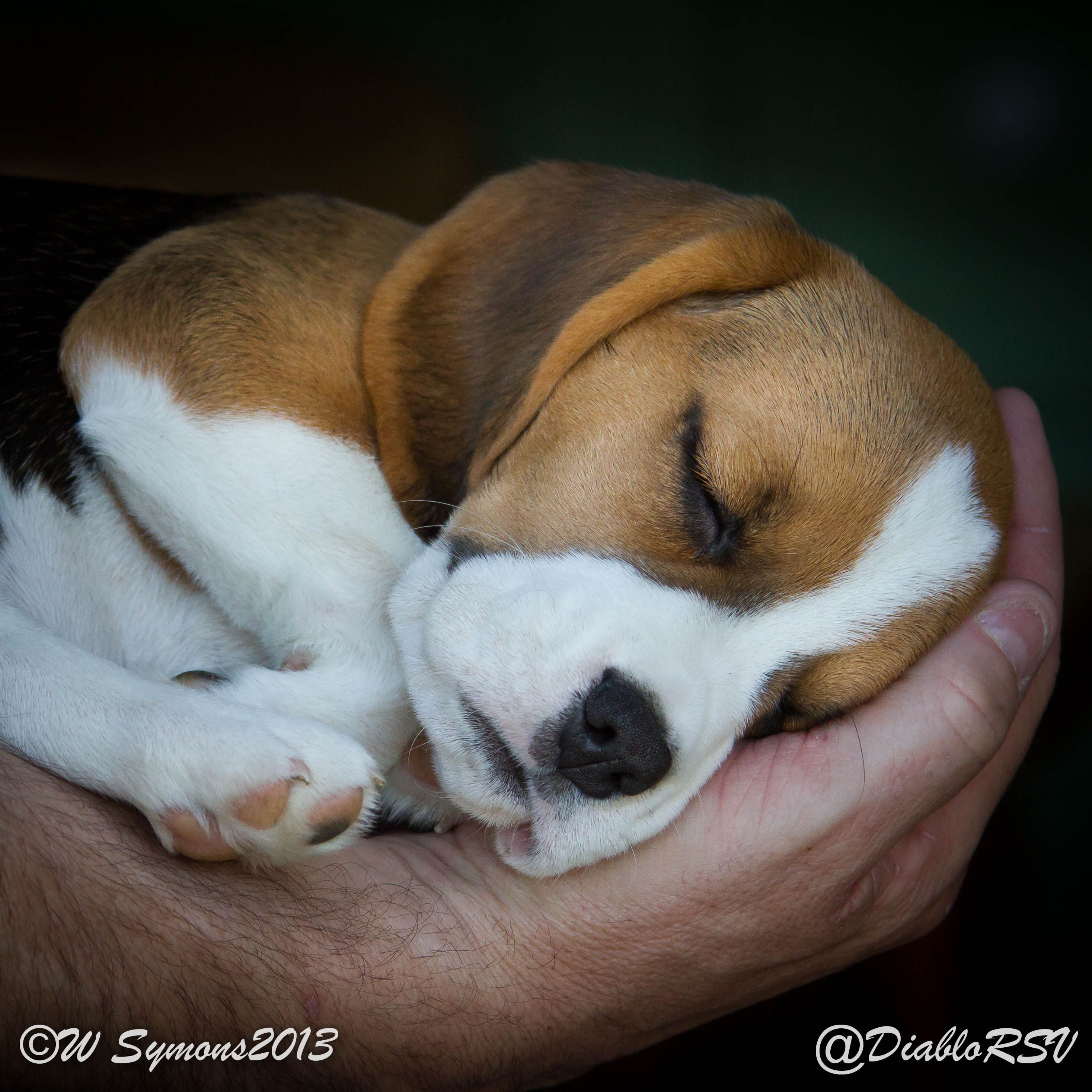 Cute beagle puppy | Beagle | Pinterest | Beagle, Dog and Animal