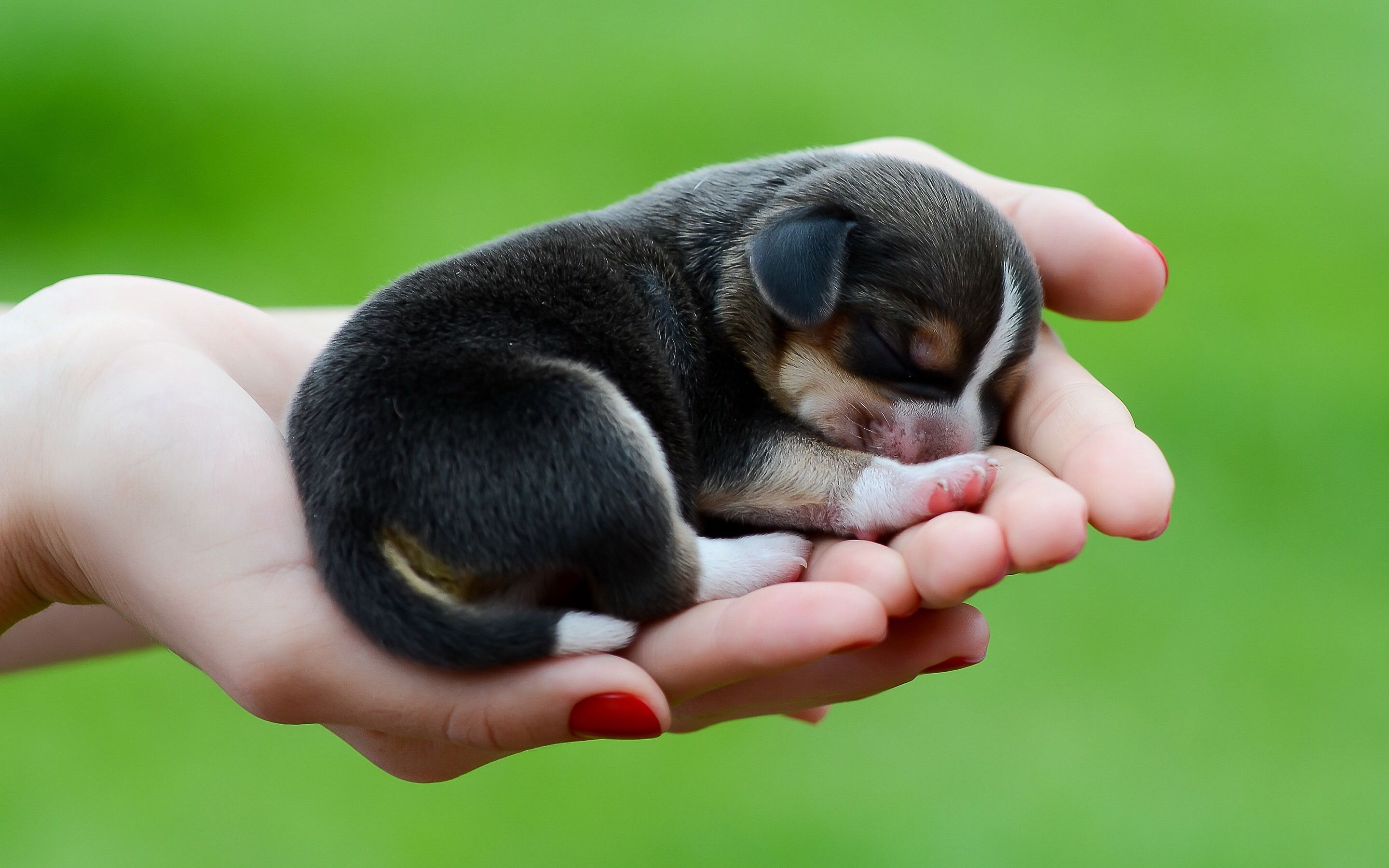 Tiny Animals, Hugely Adorable | Baby beagle, Beagle and Babies