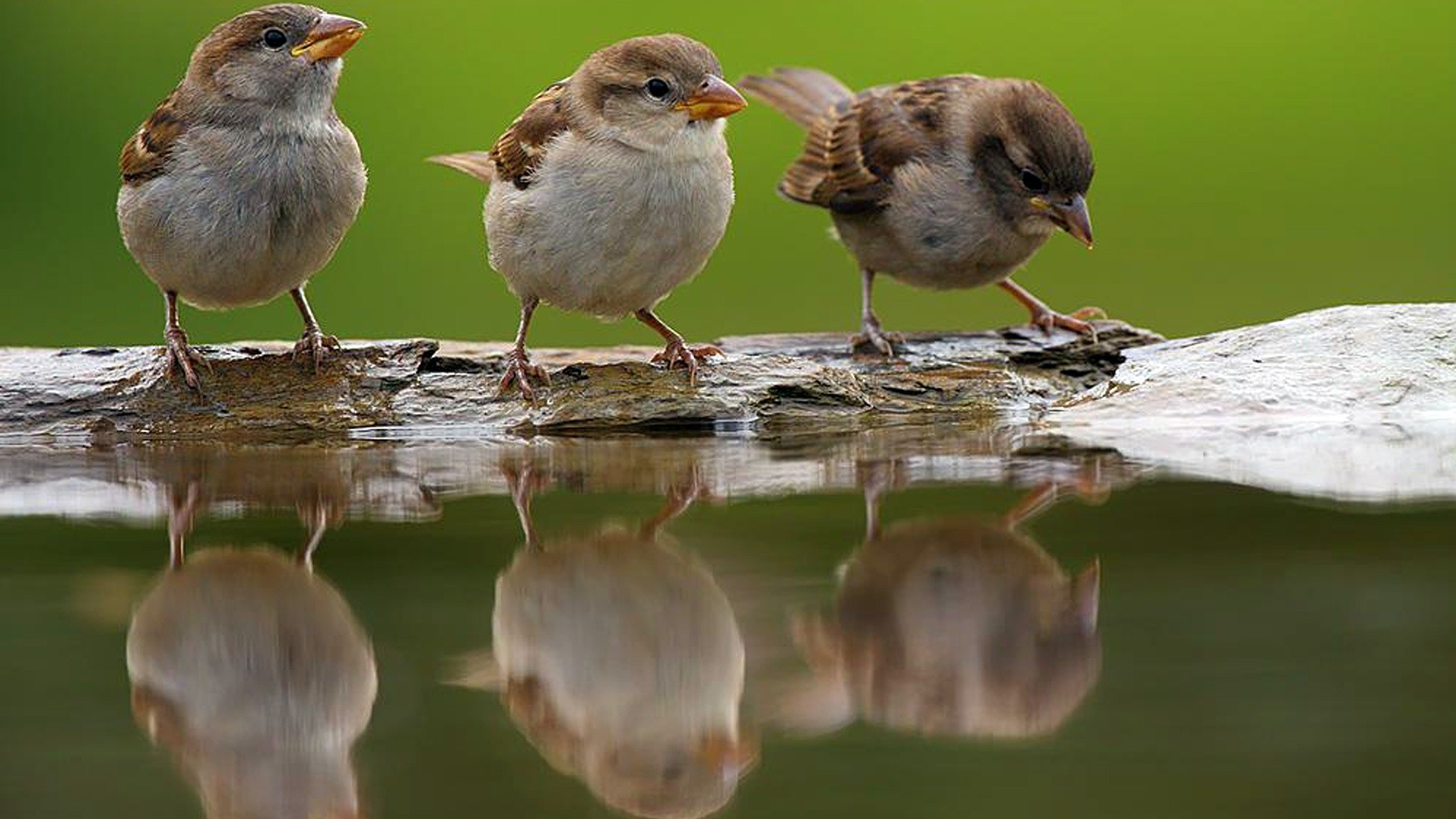 Cute Sparrows Drinking Water | HD Wallpapers