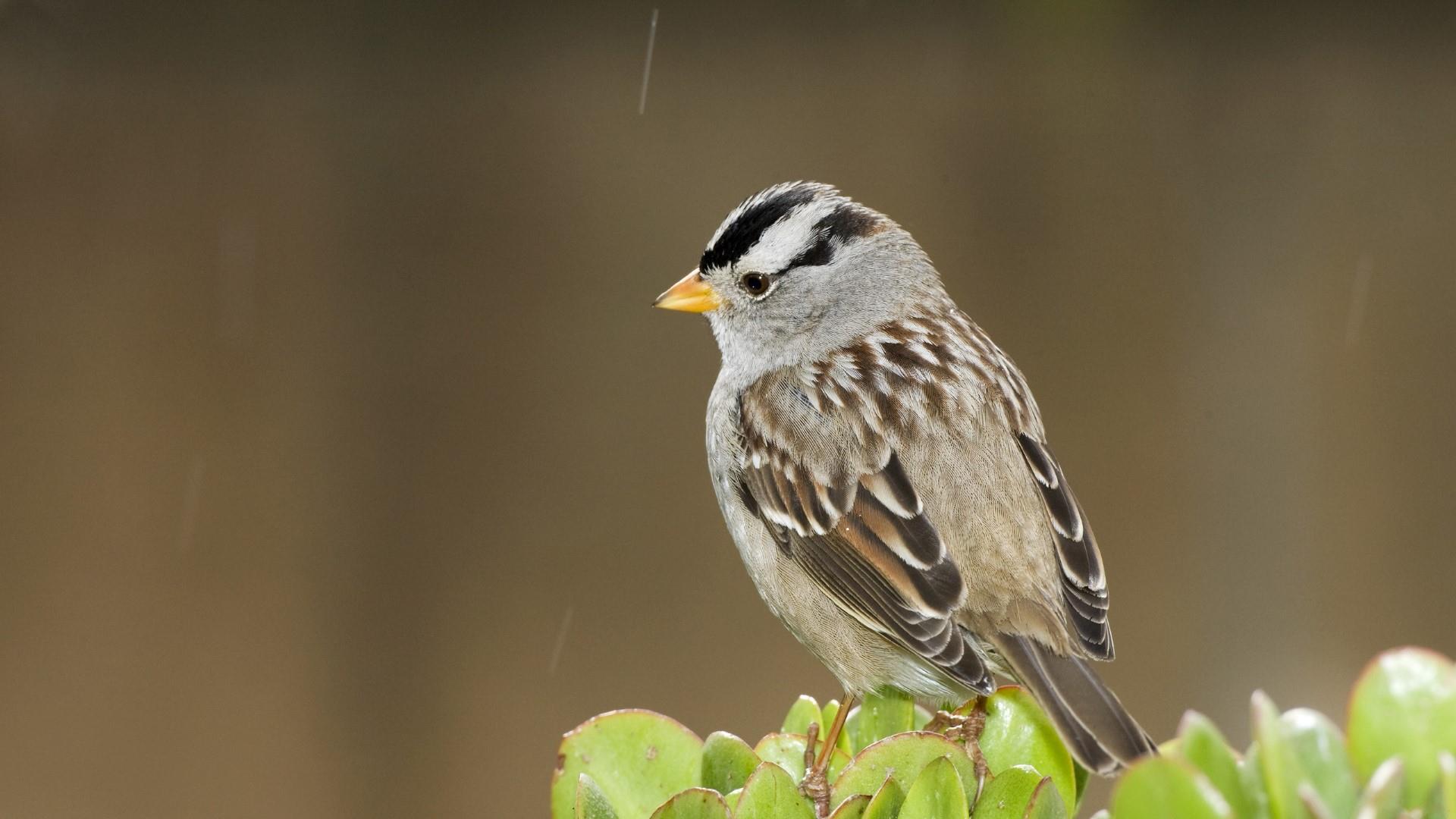 Cute Sparrow Bird In The Rain - Nature Photography Wallpaper ...