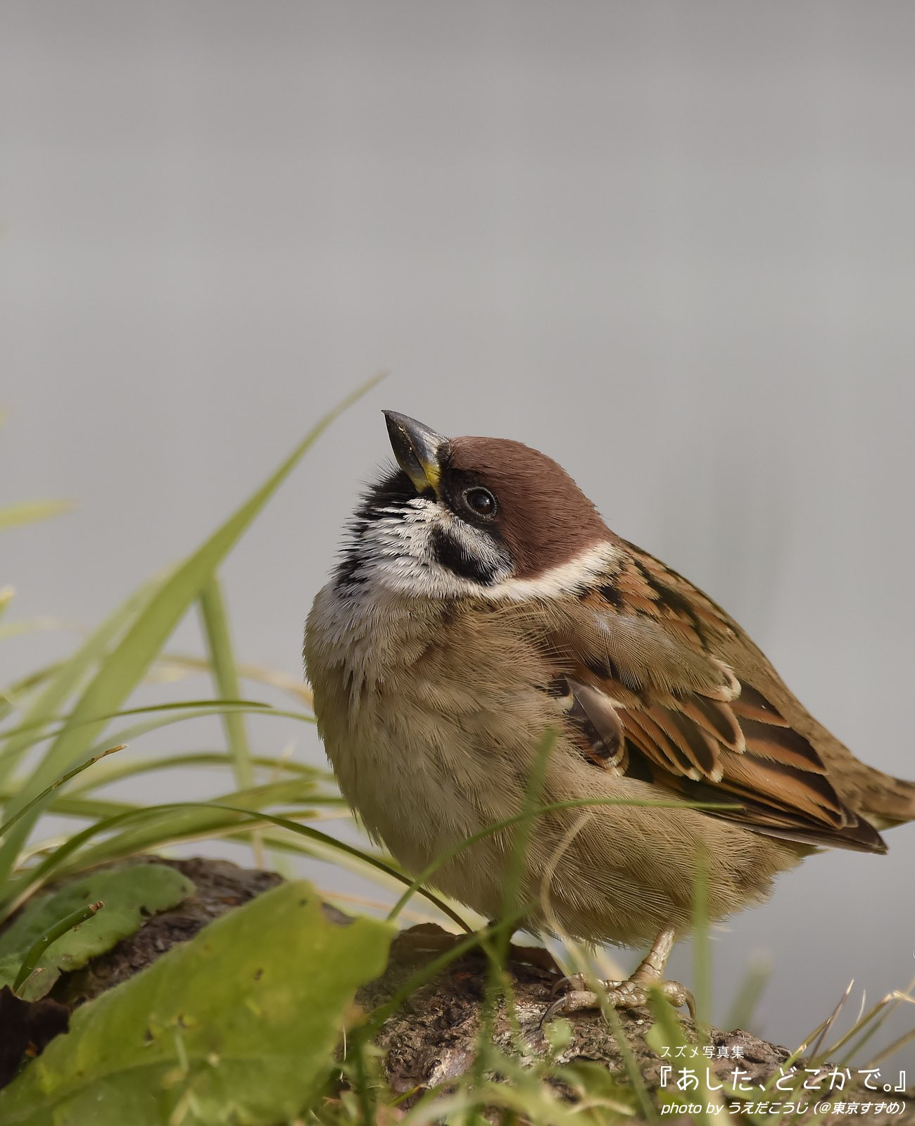 Cute Baby Sparrow | Spatz | Pinterest | Bird, Animal and Colorful birds