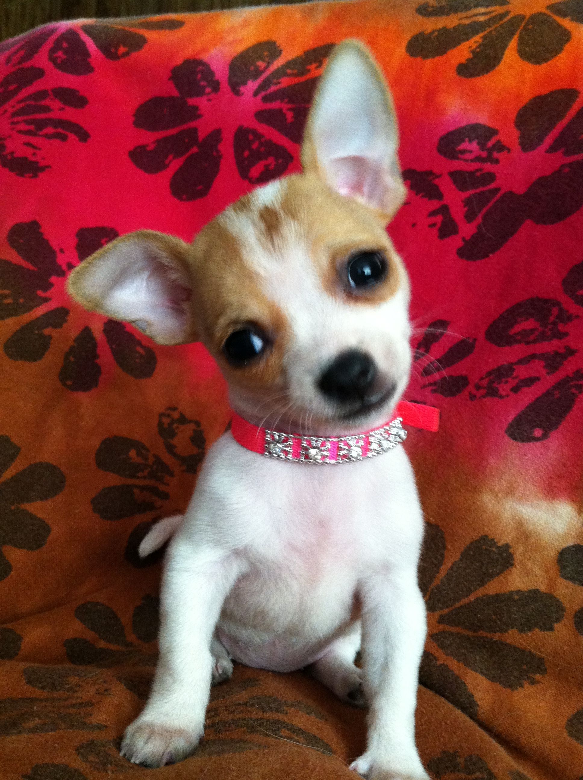 Chihuahua cuteness #animals | Chihuahua...love my girls ( daisy and ...