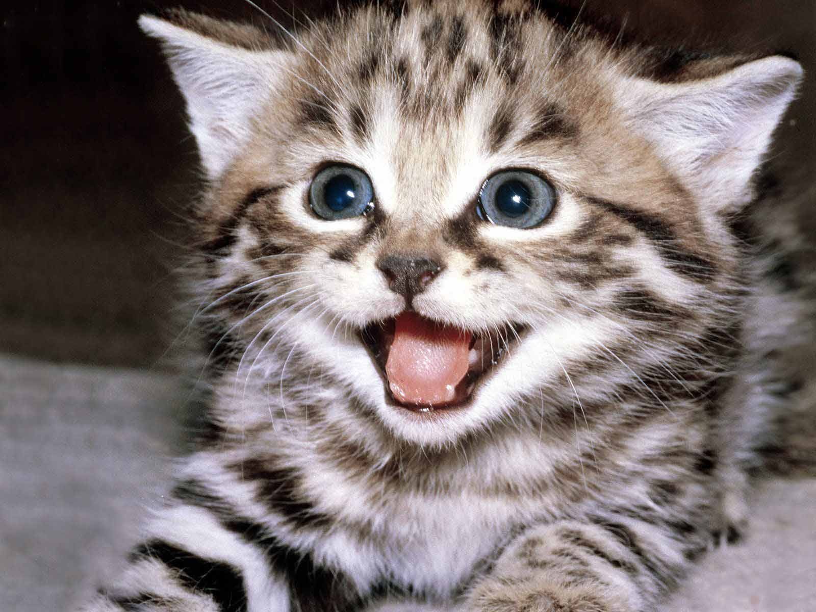 Cat Cute Smile Kitty Fur Cuteness Khout Kitten Smiling Sweet Images ...